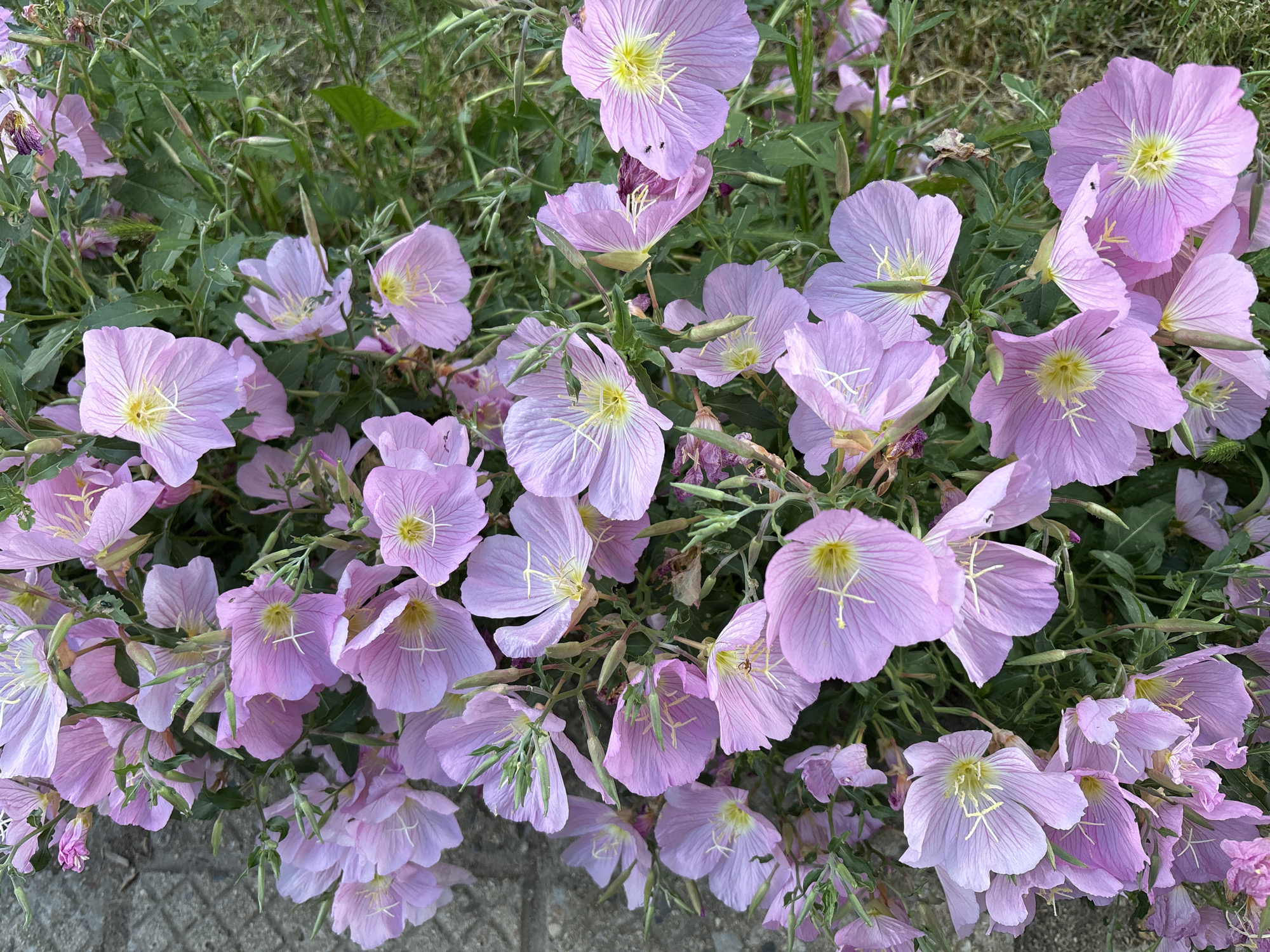 The image shows a cluster of pink evening primrose flowers in full bloom. The flowers are densely packed, with some green foliage visible in the background. The setting appears to be outdoors, possibly a garden or roadside. The lower left corner suggests a paved surface. The image does not provide sufficient information to determine if it is related to the city of Manole, Bulgaria.