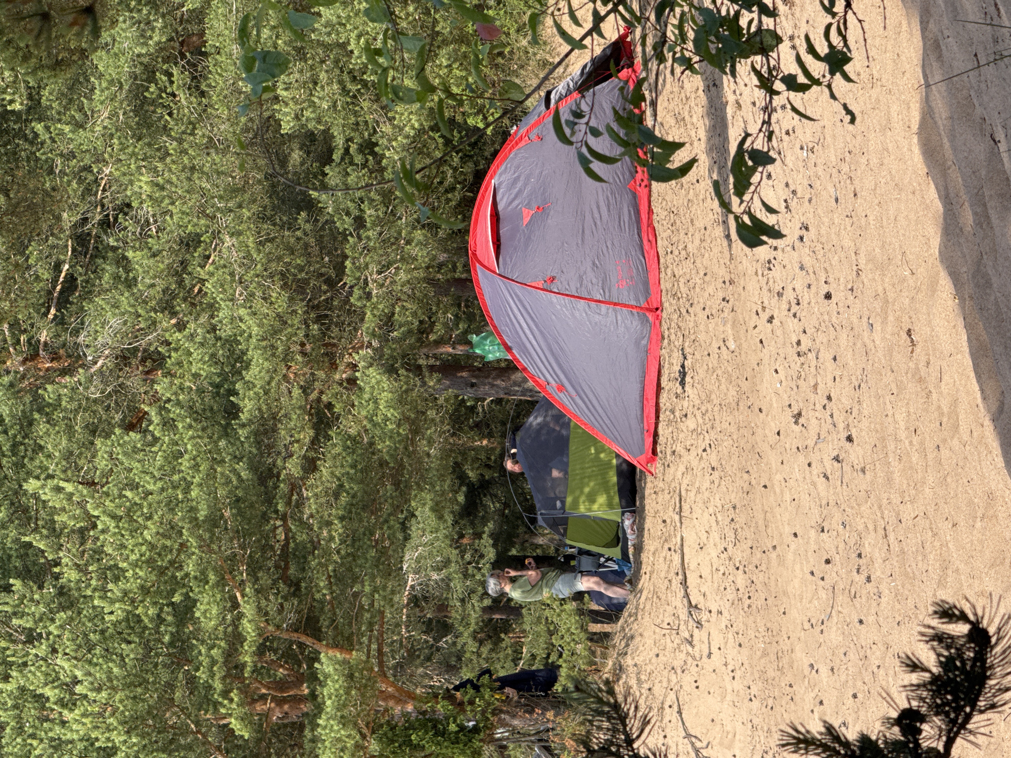 In Zelenaya Roshcha, Russia, a campsite is set up on sandy ground amidst a pine forest. Two tents are visible: a green and black tent in the background and a grey and red tent in the foreground. A person wearing a green t-shirt and light-colored shorts stands near the green tent, appearing to be eating. Another person is partially visible inside the green tent. Clothes are hanging on a tree trunk to the left of the scene. The ground is covered with sand, small pinecones, and twigs. Lush green pine trees dominate the background, with branches and leaves of smaller trees or bushes in the foreground on the right side of the frame. The overall impression is of a casual outdoor recreational setting within a natural environment.