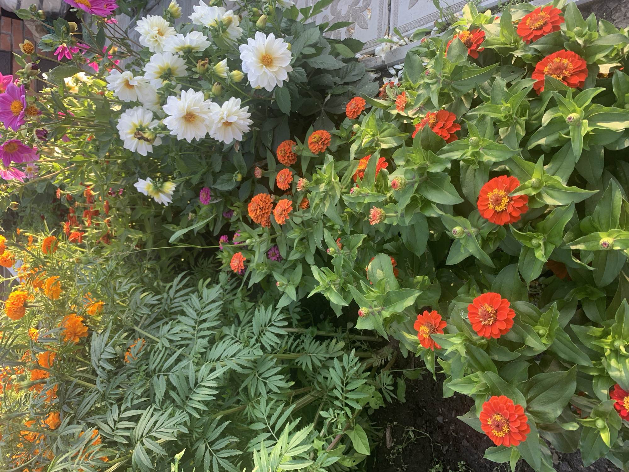A high-angle, medium shot captures a vibrant flowerbed filled with a variety of blooming flowers. In the foreground, numerous bright orange zinnias with yellow centers are densely packed, surrounded by lush green foliage and buds. To the left, feathery green leaves of marigolds dominate, interspersed with their orange blossoms. In the background, a cluster of white dahlias with yellow centers are visible, alongside taller, pink dahlias. The flowerbed appears to be situated in a garden setting, possibly in the city of Яманово, Russia, as indicated by the context provided. The lighting suggests it is daytime, with sunlight illuminating the scene.