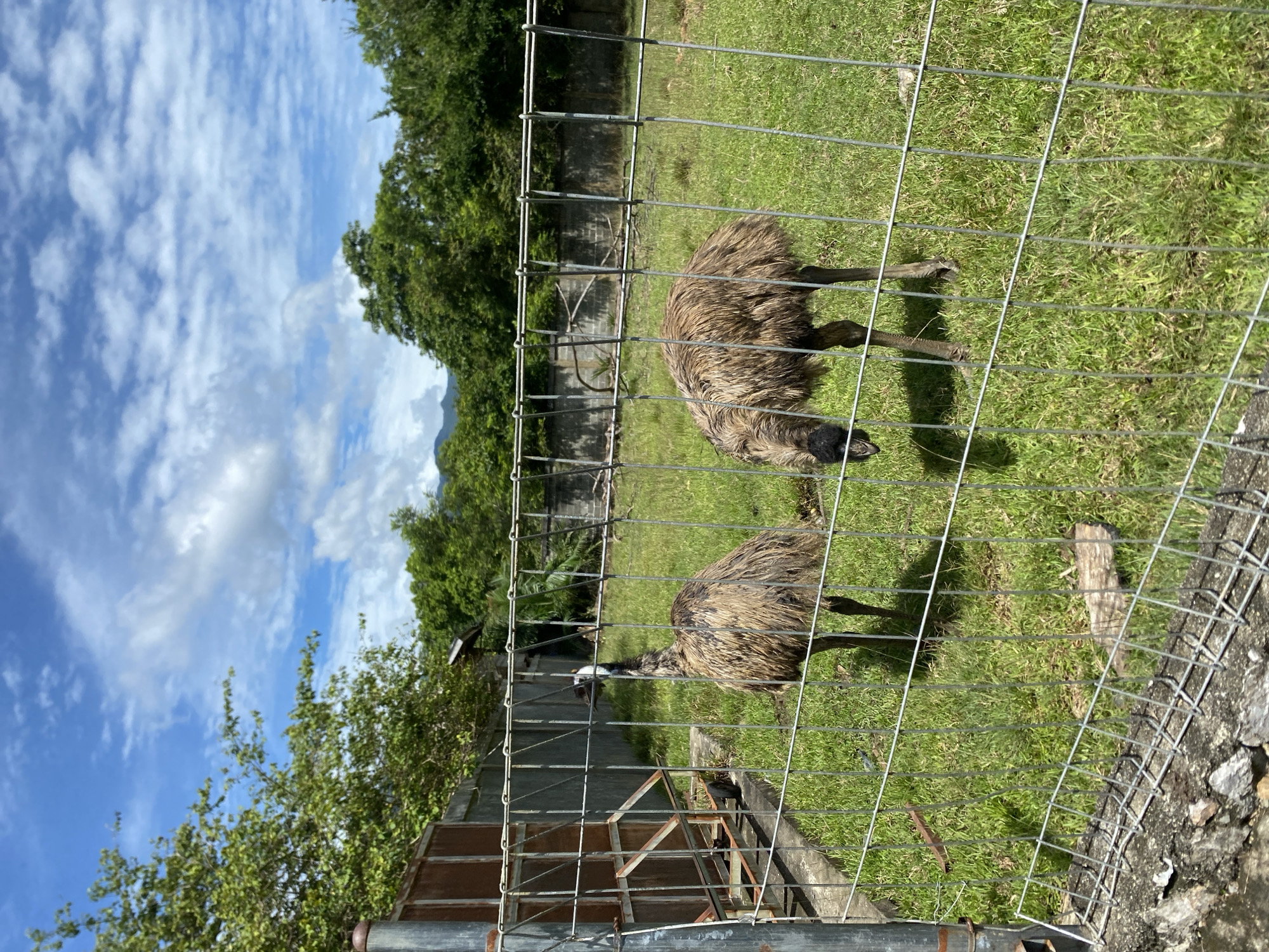 The image shows two emus in an enclosure. The enclosure has a wire fence. Beyond the enclosure is grass, trees, and a partially visible wall. The sky is visible in the background with blue sky and white clouds. The location is Buengsimek, Indonesia.