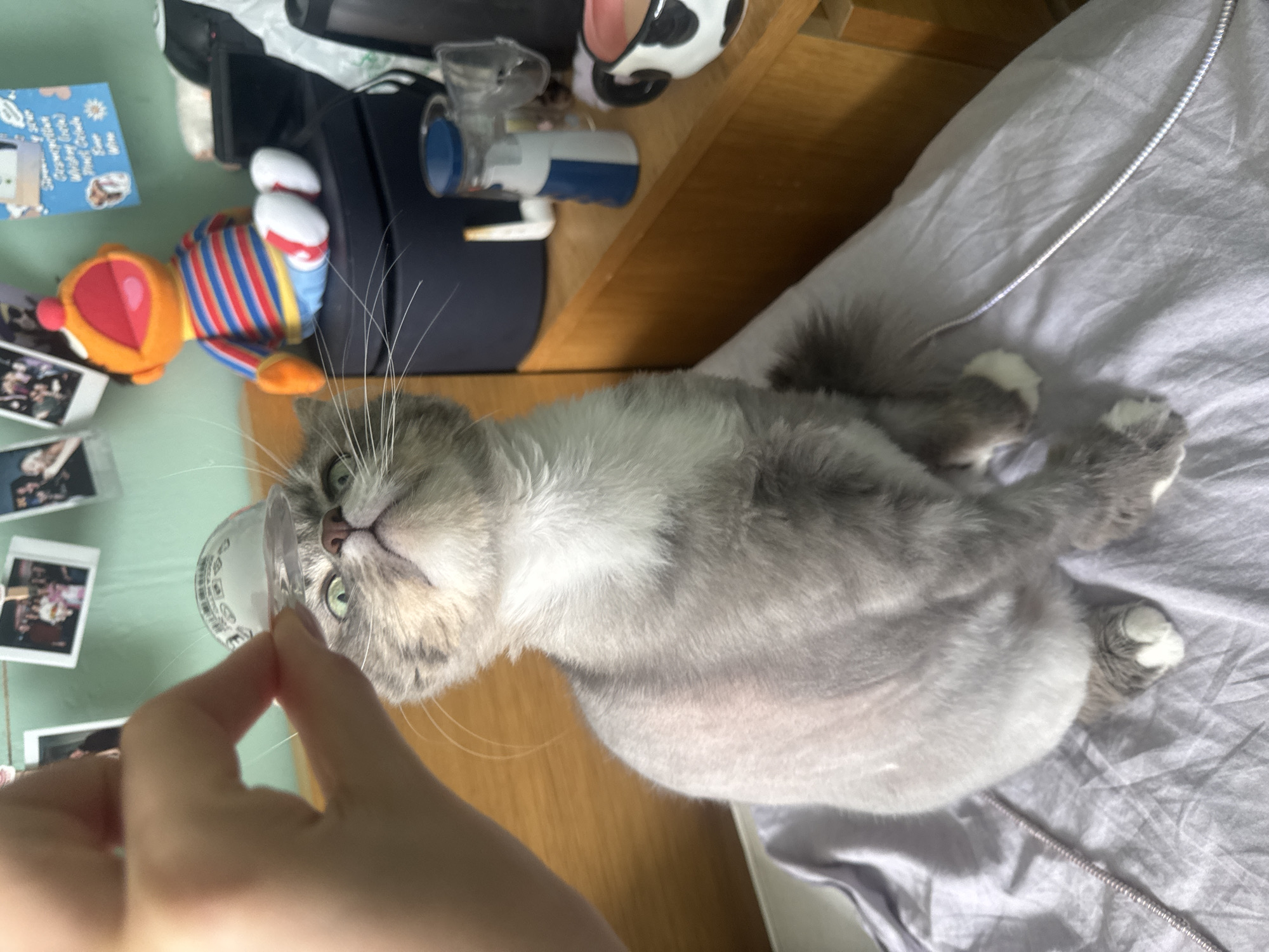 A gray and white cat lies on a light gray bedsheet. A hand holds a small, clear plastic cup near the cat's face. A wooden surface is visible beneath the cat and hand. Other objects on the wooden surface include a stuffed animal with a red head and blue, yellow, and red striped body, a blue and black object, a white object with black spots, and a small blue and white container. A collage of photos is visible to the left of the cat. There is no information to support that the location is in Moscow, Russia.