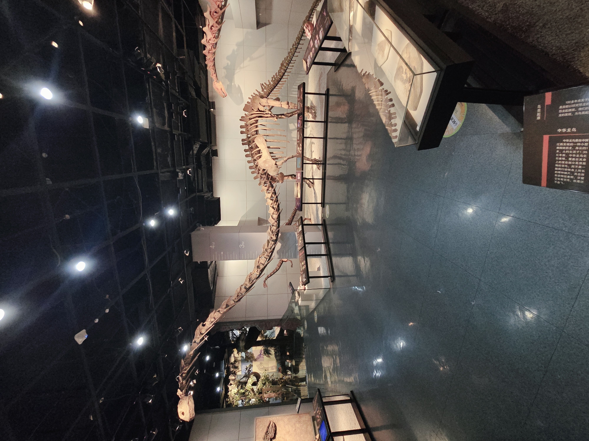 This is a wide-angle, eye-level shot of a museum exhibit featuring dinosaur skeletons. The primary focus is on two large sauropod skeletons, one in the foreground and another stretching across the mid-ground. The skeletons are mounted on stands and appear to be replicas, with bone-colored material.
The museum environment is characterized by a dark, tiled floor with reflections from overhead lighting. The ceiling is black and features a grid of lights and ventilation systems. The walls are light-colored, with one wall in the mid-ground having a vertical measurement scale marked "4M".
In the background, through an opening, a diorama or mural depicting a prehistoric landscape with trees and possibly other dinosaur figures can be seen.
Several display cases are visible. In the foreground, to the right, is a glass-topped display case containing fossil fragments. To the left of the foreground, a dark table with a blue-lit display surface holds some items, and another display board stands behind it. In the mid-ground, there are horizontal display tables placed in front of the dinosaur skeletons, showcasing various items, likely smaller fossils or artifacts.
There are no people visible in the image. The lighting is bright and focused on the exhibits. The overall impression is that of a well-lit, organized museum hall. The location is the Zhejiang Provincial Museum (Gugong Branch) in Gongshu District, Hangzhou City, China, which is known for its paleontological exhibits, including dinosaur fossils.