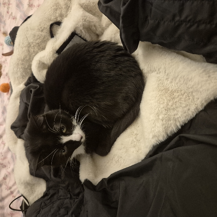 A black and white cat is curled up on a pile of clothes. The clothes are a mix of textures, including a soft, cream-colored fur-like material and a dark, quilted fabric. The cat's face is visible, with its whiskers prominent. The cat appears to be resting comfortably amidst the clothes. A few toys are visible.
