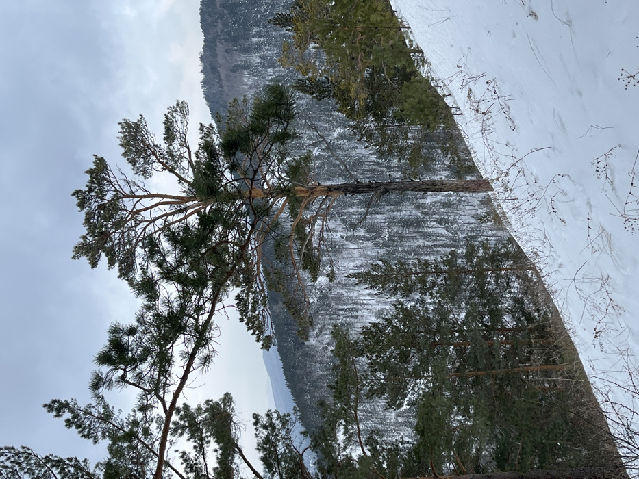 This image depicts a snow-covered, forested mountainous landscape in Sliznevo, Russia. In the immediate foreground, a snow-covered slope angles upwards from left to right, with sparse, dried dark vegetation protruding through the white surface. A prominent, tall pine tree with a dark, mostly bare lower trunk and a dense green canopy dominates the midground, slightly off-center to the right. Other pine trees, some with visible branches framing the scene on the left, are also present in the midground and further down the slope. The background consists of densely forested mountains, their slopes heavily covered in snow and evergreen trees, extending into the distance. The sky above is overcast, presenting a uniform light gray tone with subtle cloud texture. No people or animal life are visible, and no discernible actions or interactions are occurring.