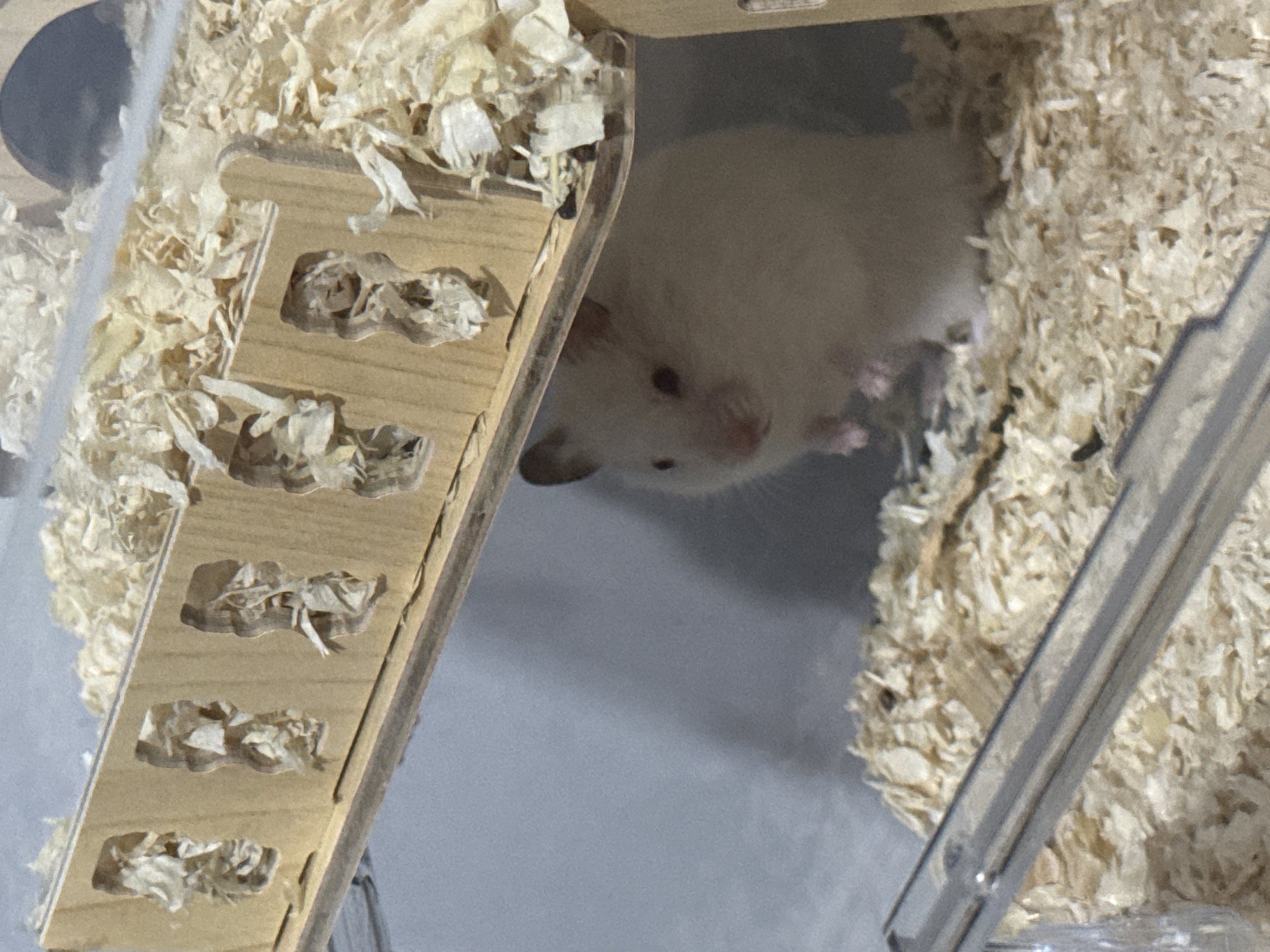 A light-colored hamster with dark eyes is partially visible in a habitat filled with wood shavings. The hamster is positioned behind a wooden structure with cut-out shapes. The habitat appears to be indoors, with a grey wall in the background. There is no indication of the city of Vostok, Kyrgyzstan, or any specific urban environment.
