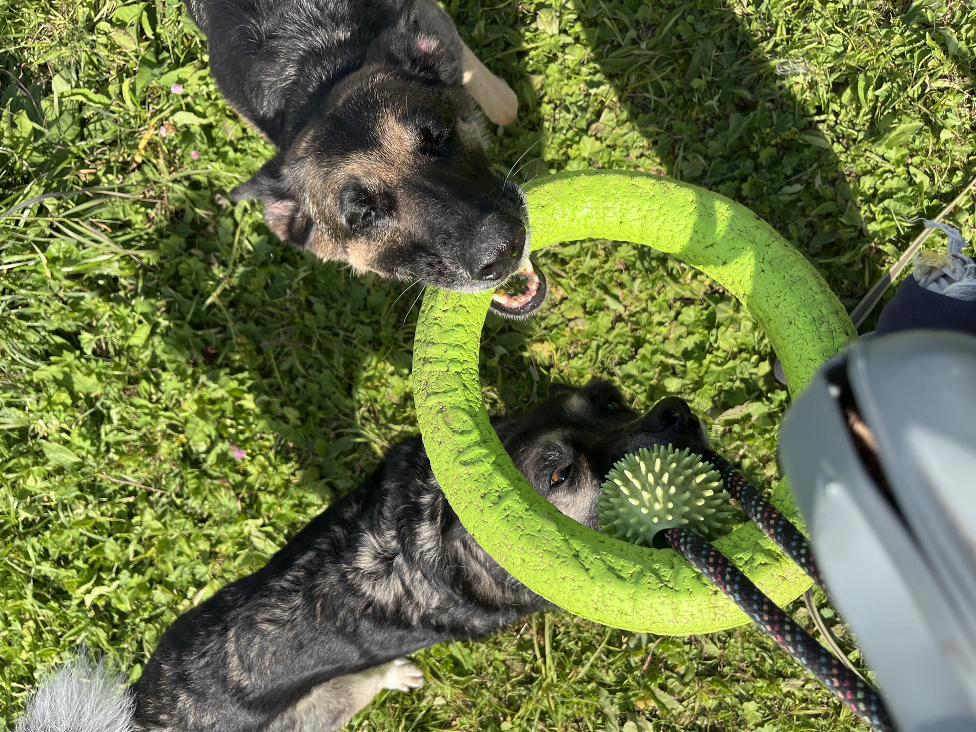 Two dogs, one with black and grey fur and the other with black, brown, and tan fur, are playing tug-of-war with a bright green ring toy in a grassy area. The dog on the left, with black and grey fur, has its head lowered, grasping one side of the ring. The dog on the right, with black, brown, and tan fur, is positioned above the ring, with its mouth clamped around the toy and its eyes closed. A spiky light green ball is attached to the ring toy by a rope. The ground is covered in green grass and some low-lying plants. The scene appears to be outdoors on a sunny day. There is no indication of the location in Nizhny Tagil, Russia.