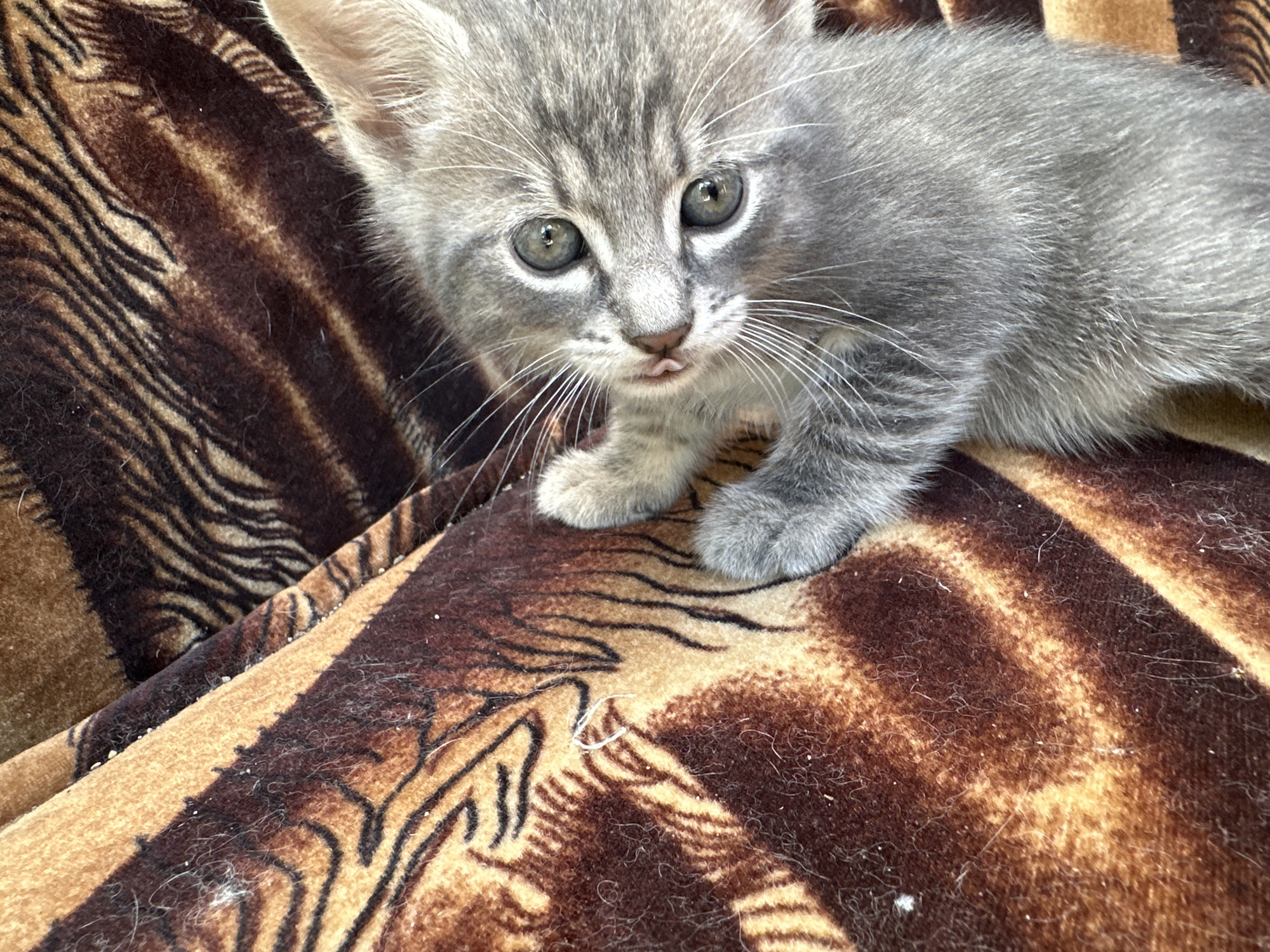A close-up, high-angle shot shows a gray tabby kitten on a brown and tan blanket with a tiger stripe pattern. The kitten's head is slightly tilted to the left, and its mouth is open with its tongue sticking out. Its eyes are open and focused. The kitten's front paws are visible. The blanket is folded in several places, creating shadows and highlights. The image appears to have been taken indoors.
