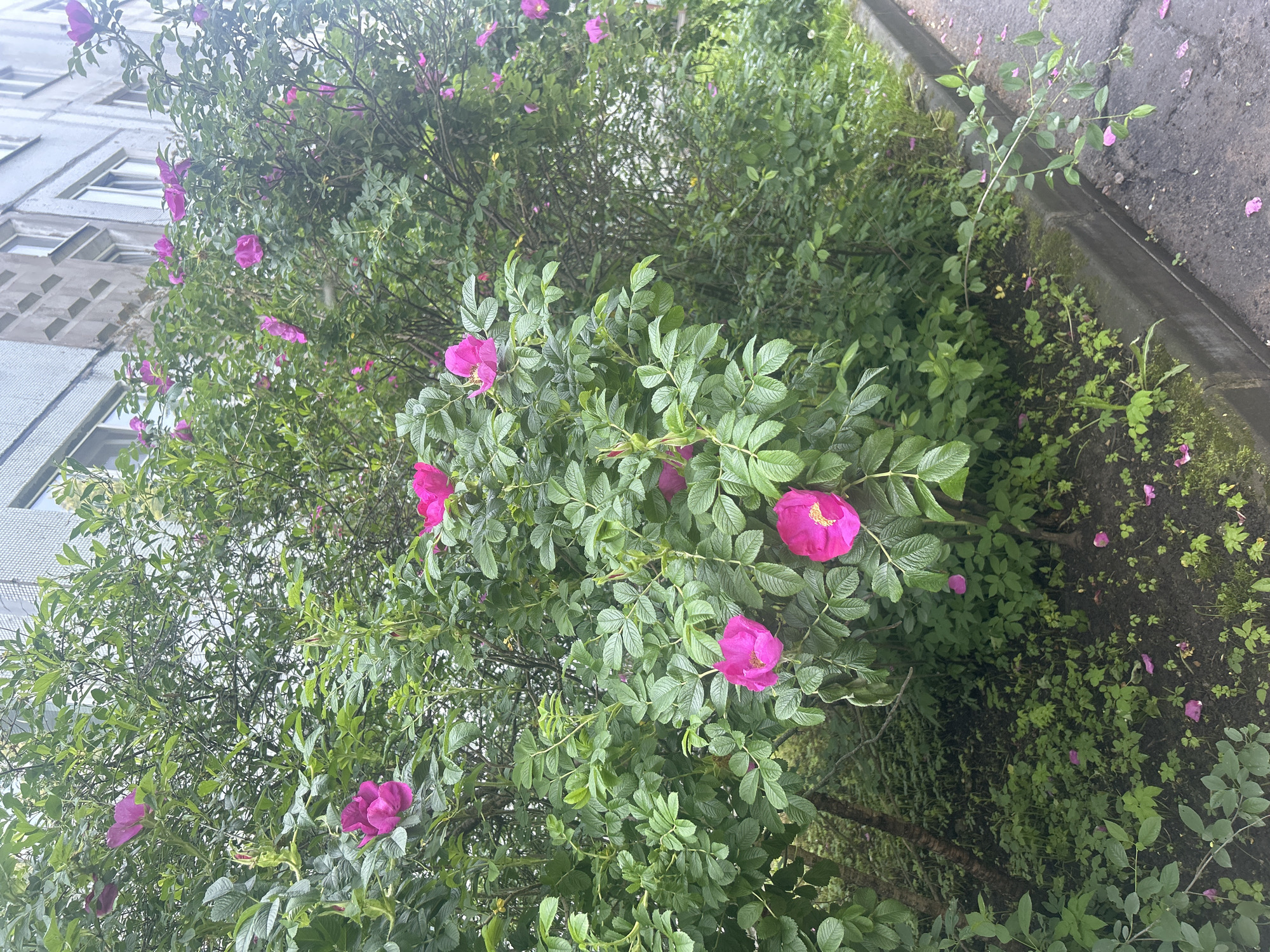 In Posyolok Imeni Morozova, Russia, a rose bush with vibrant pink blossoms is situated next to a grey concrete curb and asphalt road. The bush is dense with green leaves and interspersed with numerous flowers, some in full bloom and others as buds. The background shows a portion of a grey, multi-story building with a facade featuring a grid pattern of window frames. Scattered petals from the rose bush are visible on the ground and the curb. The scene appears to be an outdoor urban environment.