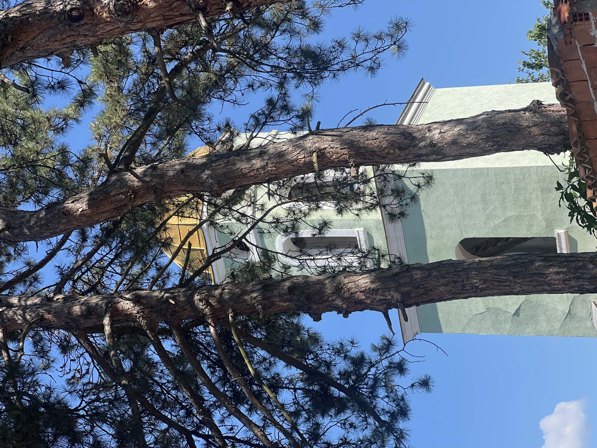The image is an outdoor, eye-level shot featuring the branches of a pine tree against a clear blue sky. The tree's thick, textured bark and dark green needles are prominent in the foreground and midground, with some branches extending horizontally across the frame.
Behind the tree branches, a light green building is partially visible. It has a light-colored trim around a window and a section of light-colored siding or decorative element at the top. To the right, a partially constructed or weathered brick structure with exposed red bricks and some wooden elements is also in view. The sunlight suggests it is daytime, and the clear sky indicates fair weather. The scene appears to be in a rural or semi-rural setting, given the presence of the tree and the style of the buildings. No people or specific activities are depicted, and there is no visible text in the image. The overall impression is a natural scene partially obstructed by man-made structures.