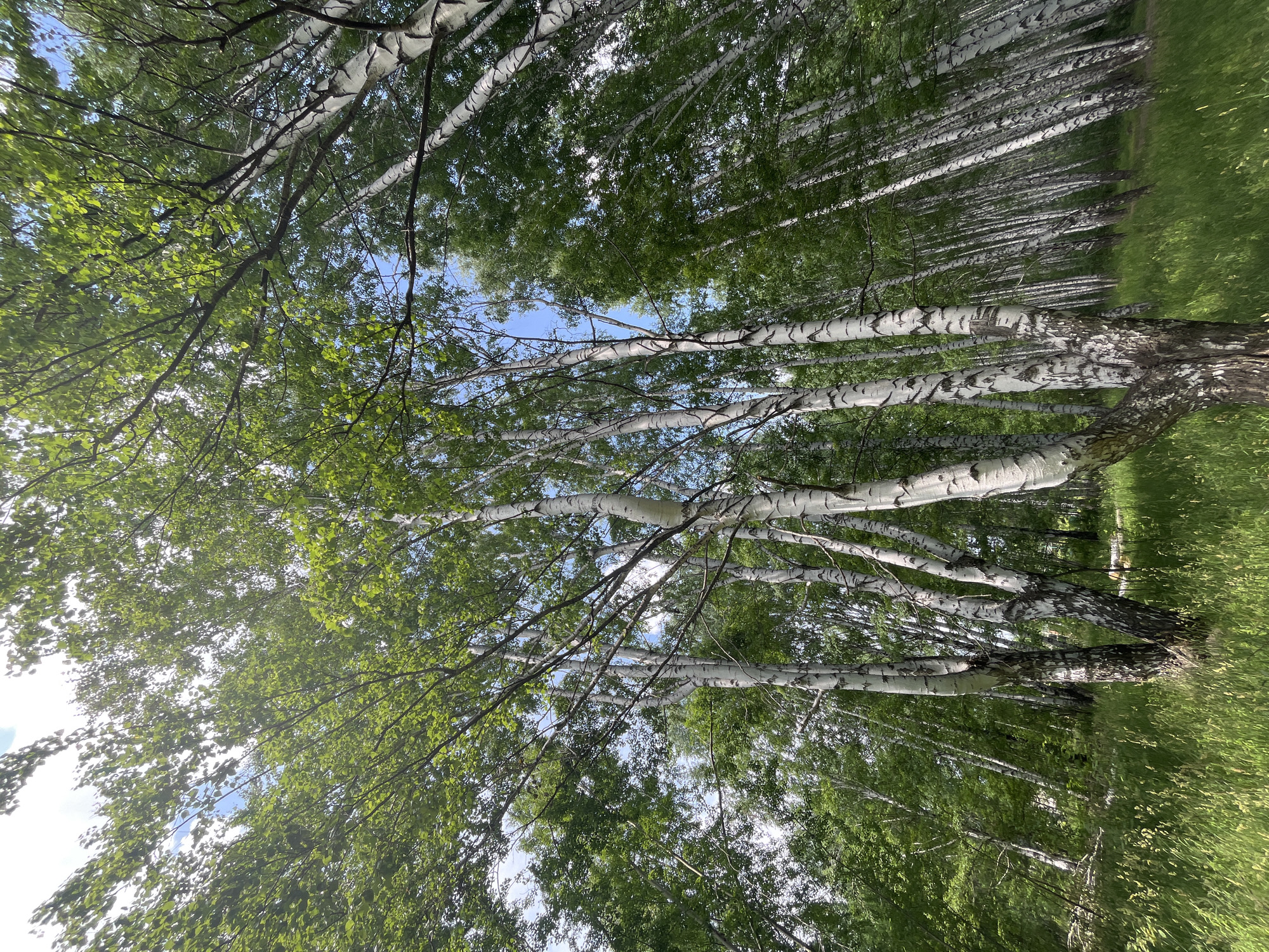 An eye-level, wide-angle shot captures a dense forest of birch trees with their distinctive white bark. The camera looks upward into the canopy, revealing a sky with scattered clouds and dappled sunlight filtering through the lush green leaves. The foreground is filled with tall, vibrant green grass. The image is taken during the day, likely in a temperate climate, given the foliage and lighting conditions. There are no people or animals visible in the frame. The environment appears natural and undeveloped, suggesting a park, forest, or rural area.