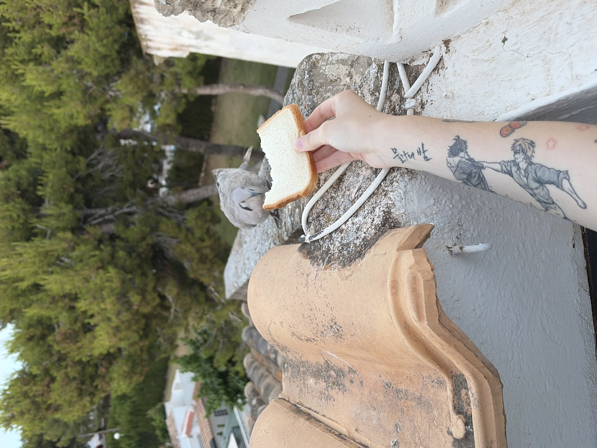 A hand extends a slice of white bread to a grey pigeon perched on a rustic tile roof. The pigeon is leaning forward, its beak reaching for the bread. The scene appears to be outdoors, with lush green trees in the background. The white wall of a building is visible to the right, with some wire attached to it. The hand has a tattoo on the forearm with some text and cartoon-like figures. The image is oriented vertically, suggesting a candid shot taken from above. The lighting and greenery suggest it is daytime, likely a sunny day, given the location context of Torrevieja, Spain, known for its sunny climate.