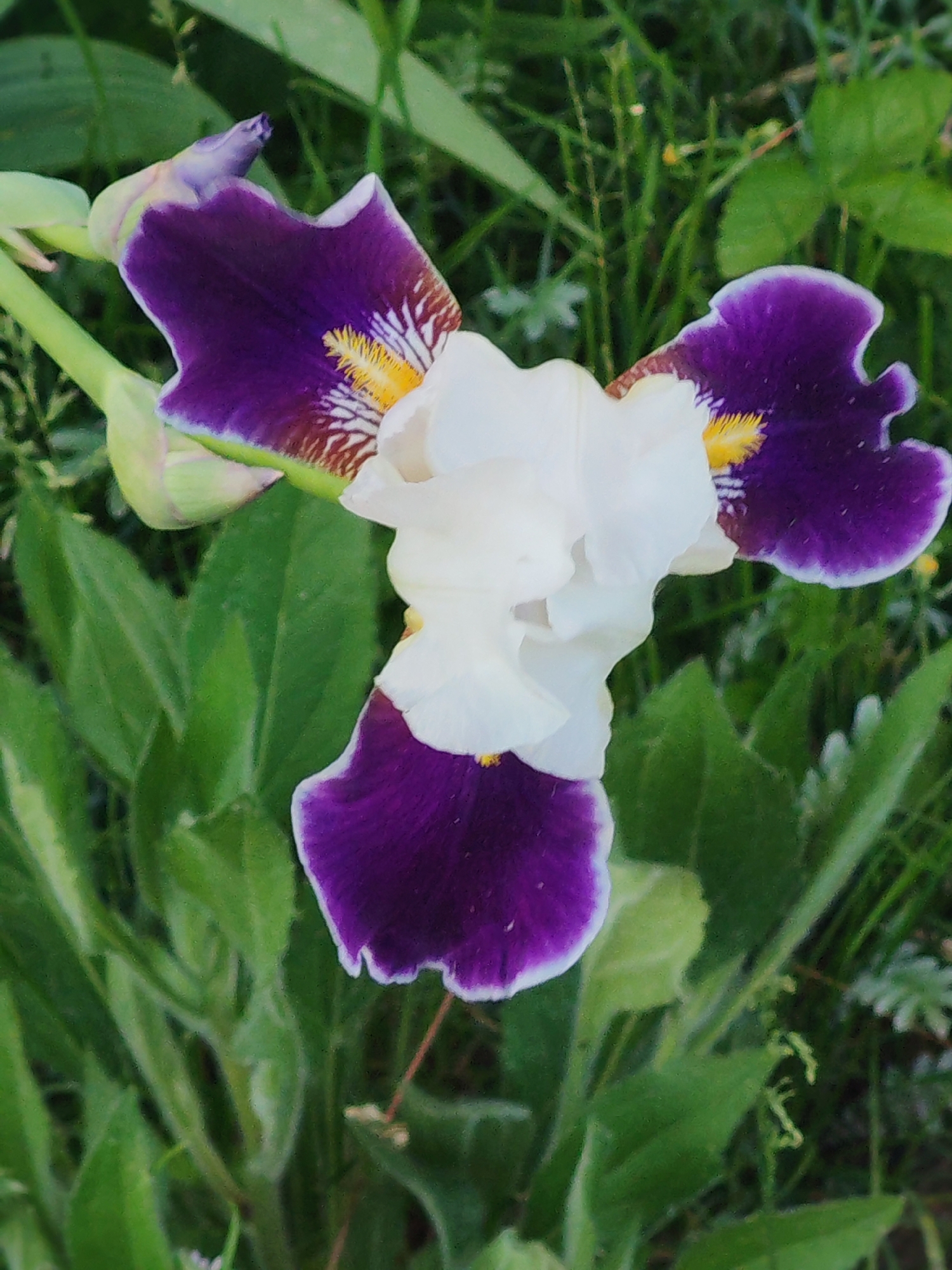 A close-up shot displays a white and purple iris flower, its petals fully bloomed. The iris is situated amidst green foliage, including leaves and blades of grass, suggesting an outdoor environment, potentially a garden or field. The exact location is not identified.