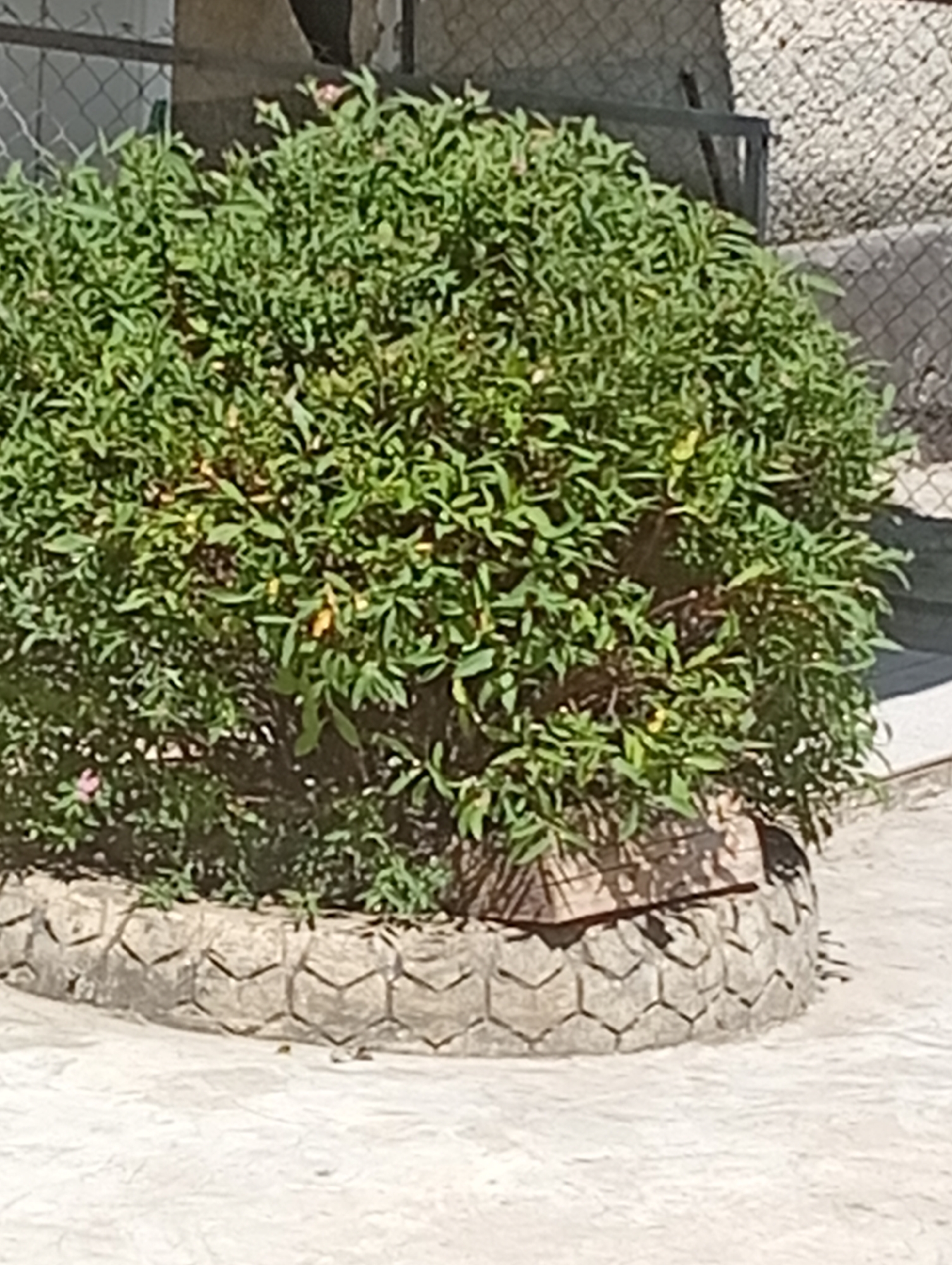 In Velyatyno, Ukraine, a thick green bush with small, light pink flowers is planted in a tire that has been repurposed as a planter. The tire has a textured, hexagonal pattern around its exterior. The bush is surrounded by concrete or stone paving. In the background, a chain-link fence is visible, and behind that, a building with a textured wall. The lighting suggests it is daytime.