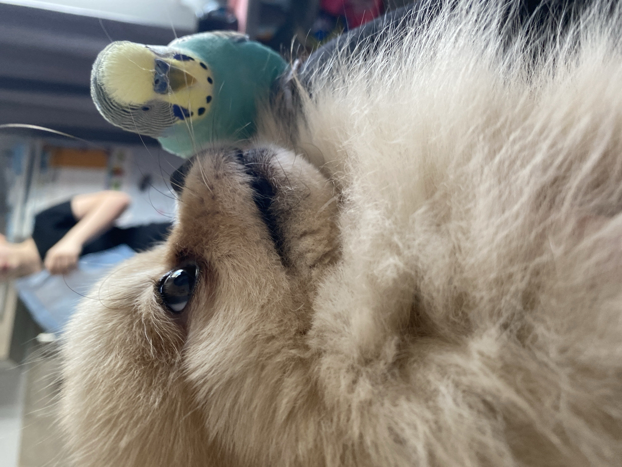A close-up shot shows a light-furred animal, possibly a dog, with a toy parakeet resting on its head. The parakeet is blue and yellow with black markings. The dog's eye is visible, looking upwards. The background is blurred, but a person in black clothing is visible lying on a blue surface. The scene appears to be indoors.