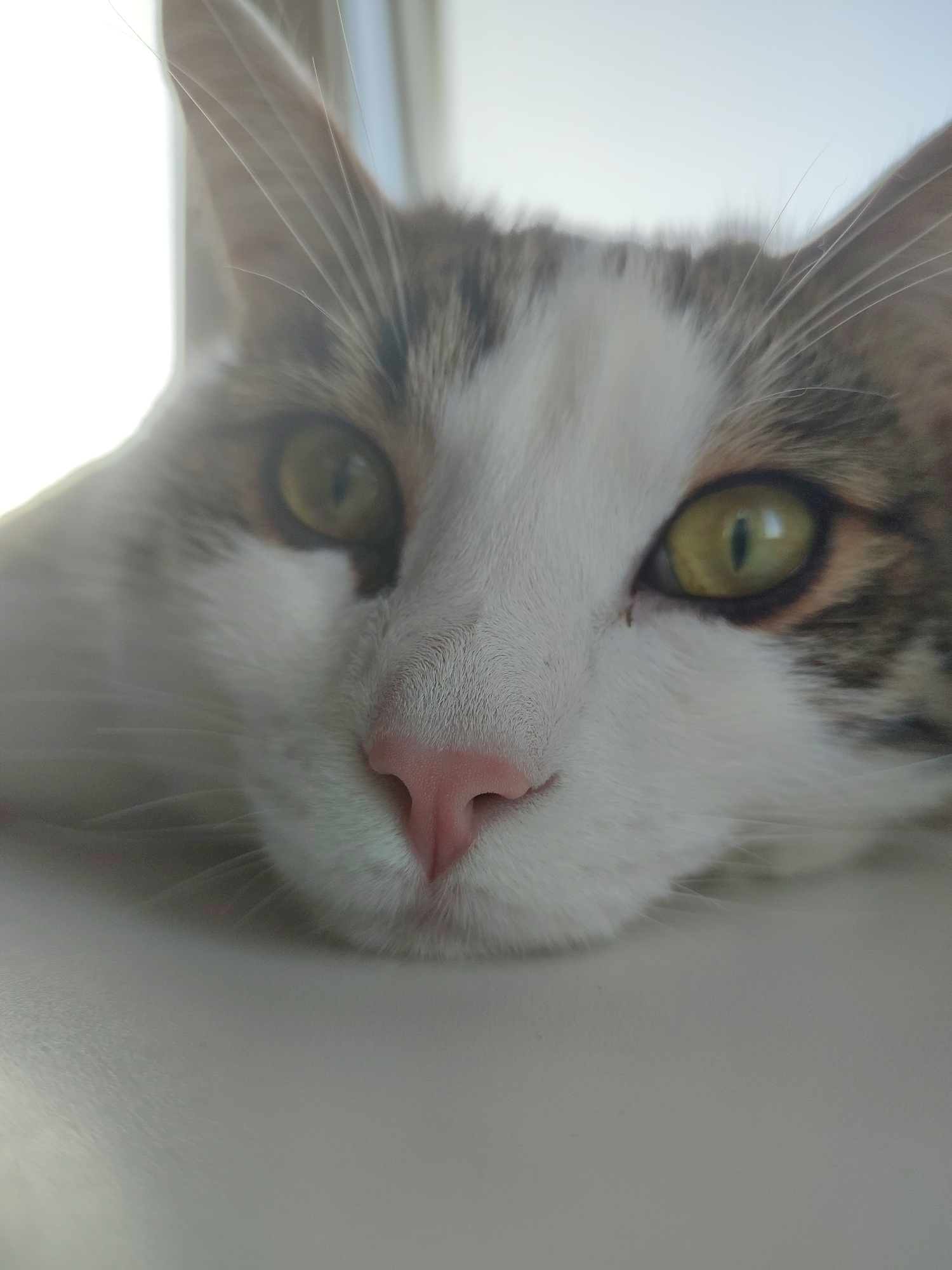 The image is a close-up, head-on shot of a cat's face. The cat has green eyes, a pink nose, and white fur with brown and grey markings on its head and ears. Its whiskers are visible. The cat appears to be resting its head on a white surface. The background is blurred and consists of light tones, suggesting a window or bright light source. The image does not contain any elements that would indicate a specific location in Voronezh, Russia, or any other city. There are no people, actions, or interactions depicted.