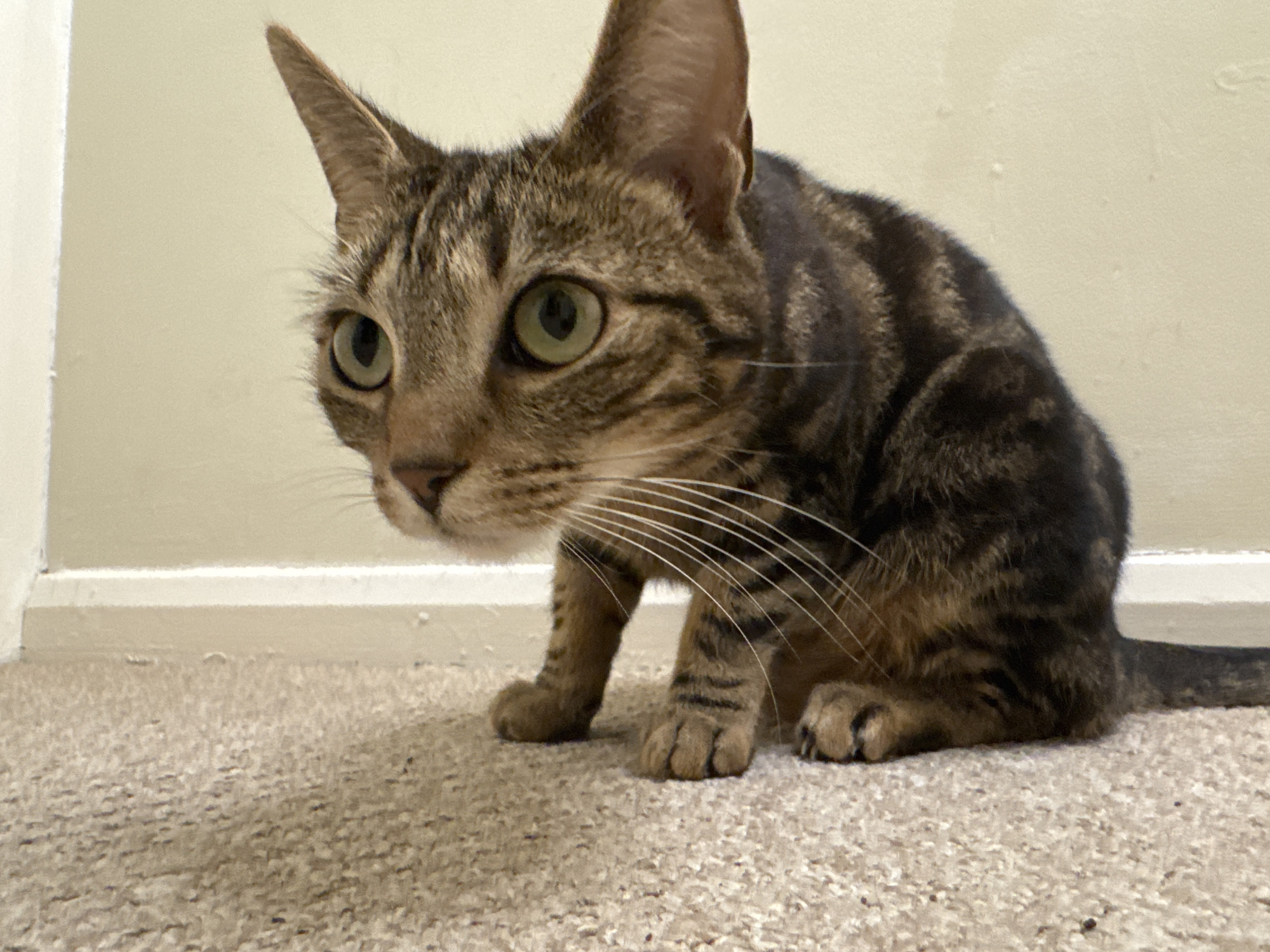 A brown tabby cat is crouched low to the ground on a beige carpet, with its tail extending behind it. The cat is positioned near a baseboard, which separates the carpet from a light beige wall. The cat's eyes are wide and focused to the left, suggesting it is observing something intently. The cat has black stripes, along with brown fur. The photo may be inside a house in the city of Desborough in the United Kingdom.