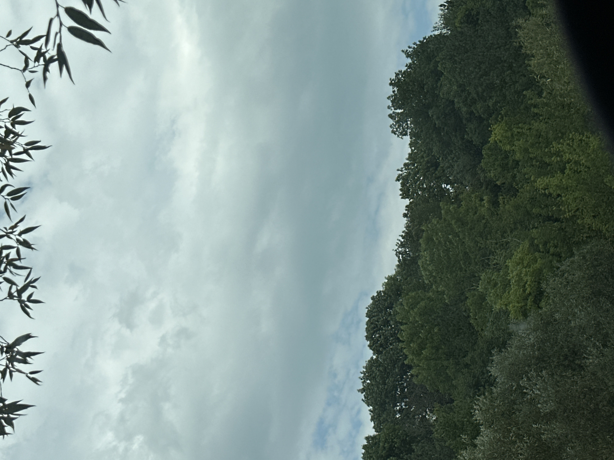 The image depicts a natural scene with a focus on trees and the sky. The foreground is dominated by a dense canopy of various shades of green trees, forming a rolling hillside. The leaves are lush and varied in texture, suggesting a mature forest. In the upper portion of the image, the sky is overcast with a soft, diffused light filtering through the clouds. Some hints of blue sky can be seen peeking through the clouds in a few areas. The very top of the image shows the silhouettes of dark leaves and branches, appearing to frame the sky from above, possibly from a tree in the immediate foreground or an overhanging branch. The scene is entirely natural and appears to be located in a rural or park-like setting, consistent with the outskirts of Makiv, Ukraine, where natural landscapes are prevalent. There are no people or man-made structures visible in the image.