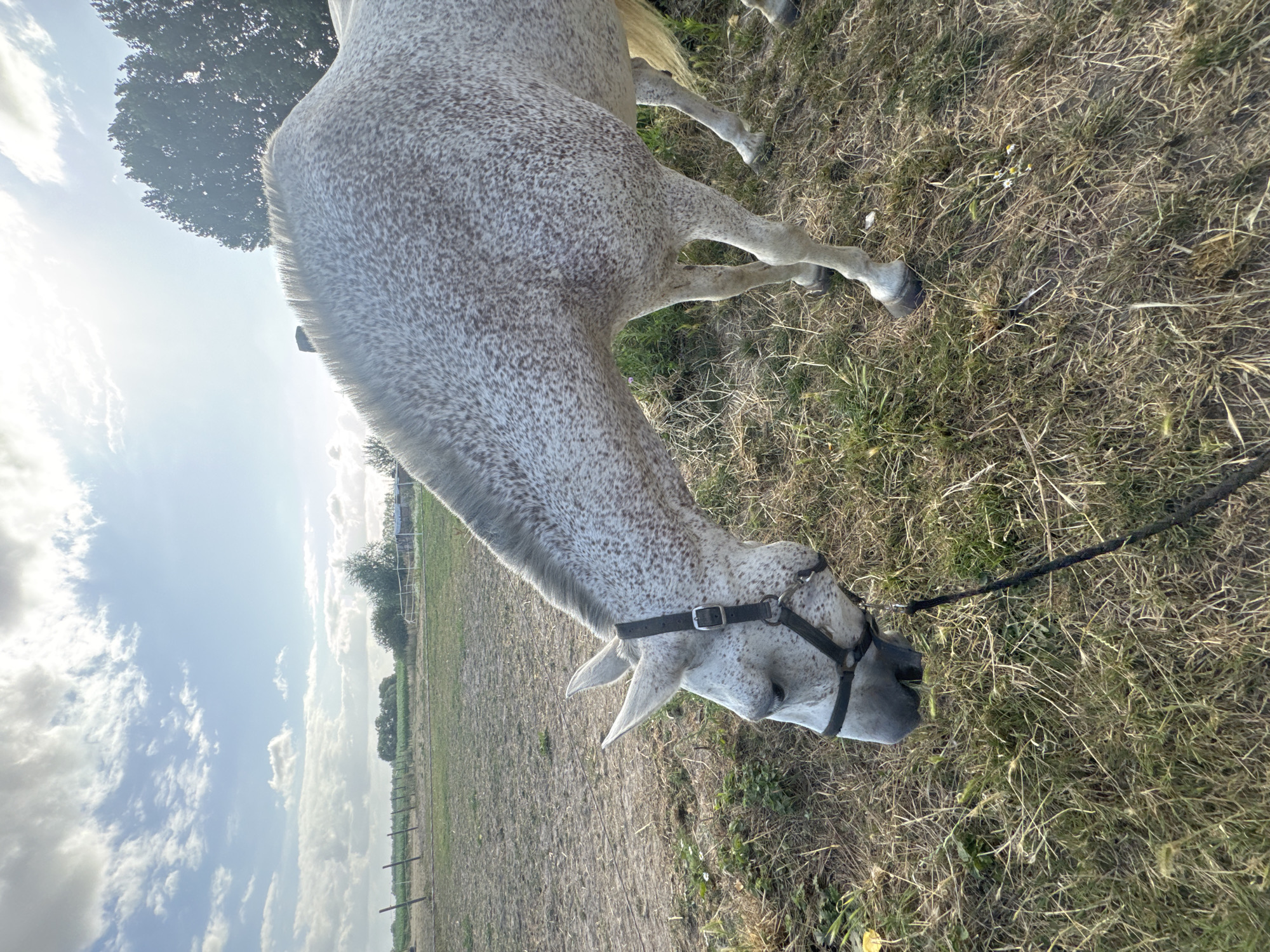 An appaloosa horse with a white coat and brown spots is grazing in a dry, grassy field under a partly cloudy sky. The horse is wearing a black halter and is attached to a black lead rope that trails on the ground. In the background, there is a wooden fence, some trees, and a rural landscape. The location is Estaimpuis, Belgium.