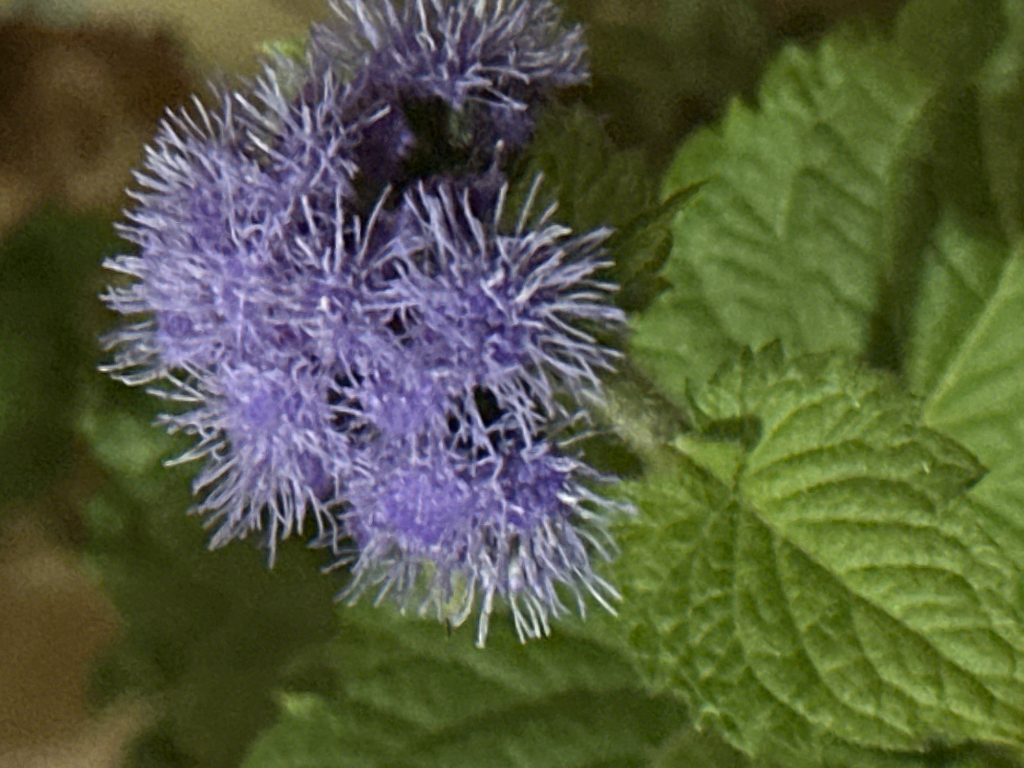 The image is a close-up, slightly out-of-focus shot of a cluster of small, fuzzy purple flowers, possibly Ageratum. The flowers have a fluffy appearance due to numerous thin, thread-like petals or stamens. Below the flowers, a large, textured green leaf with prominent veins is visible, taking up the lower half of the frame. The background is a blur of green foliage and a brownish, indistinct area. There are no people or animals present in the image, and no discernible man-made objects or specific urban features that would indicate a location within Podolsk, Russia. The scene is purely botanical, focusing on the natural details of the plant.