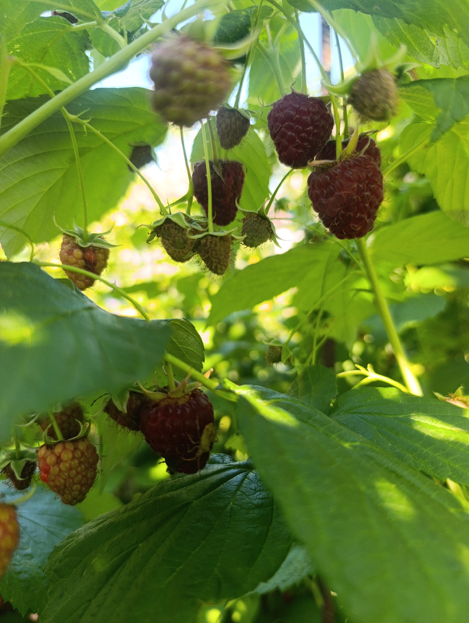 In Kalynivka, Ukraine, a close-up shot captures a raspberry bush laden with ripe and unripe berries, nestled amongst lush green leaves. The sun filters through the foliage, casting dappled light and creating bright highlights. Some raspberries are a deep red, indicating ripeness, while others are a lighter reddish-brown and still developing. The texture of the berries, with their individual drupelets, is clearly visible. The background is softly blurred, suggesting an outdoor environment.