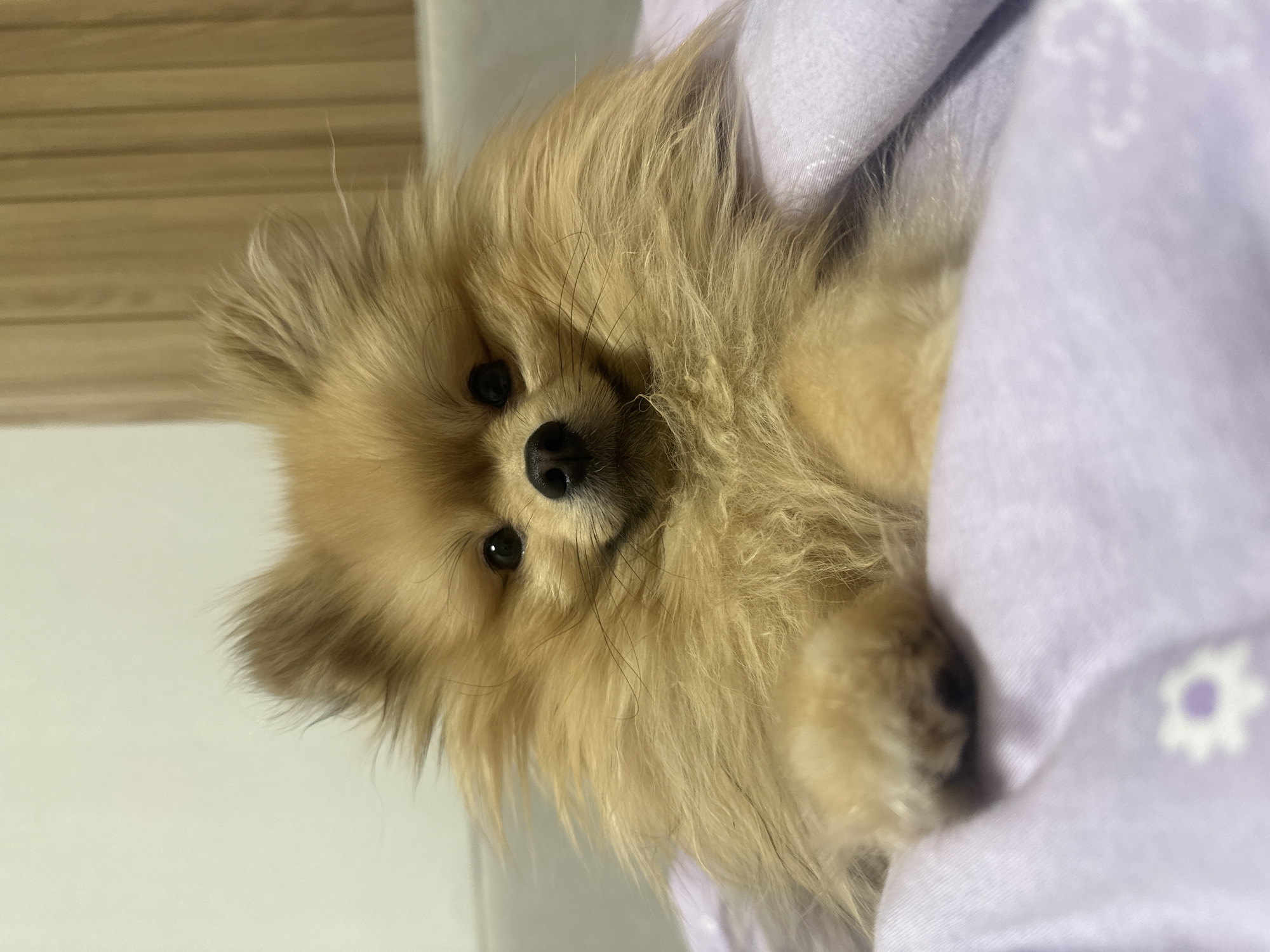A light brown Pomeranian dog is nestled under a light purple blanket with white flower designs. The dog's head is visible, facing the camera with dark eyes and a black nose. The background is blurred, but appears to be a light-colored wall. There is no indication of the location being Votkinsk, Russia.