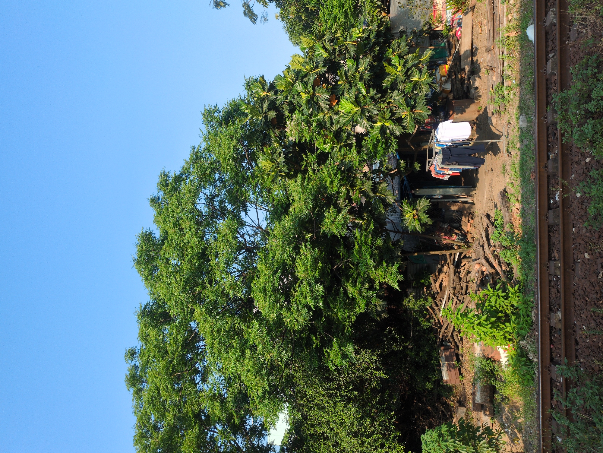 A photograph taken in Tuy Hòa, Vietnam, presents a juxtaposition of nature and urban infrastructure. A large tree with dense green foliage dominates the left half of the frame, set against a clear blue sky. To the right, a pair of railway tracks runs parallel to the edge, suggesting a nearby transportation route. Adjacent to the tracks, there is a narrow strip of land with vegetation and various objects. Laundry is hanging on a rack; wooden planks are among the items near the tracks.