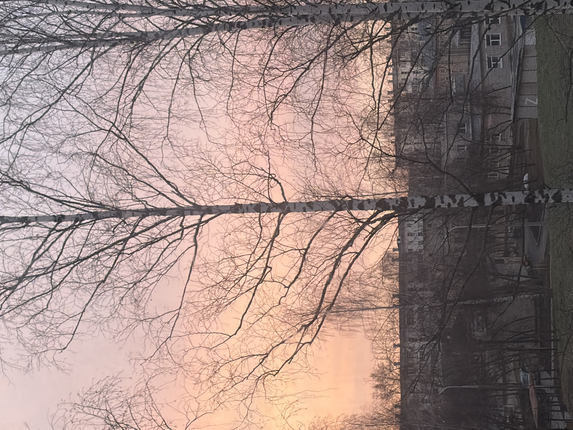 The image captures a scene in the city of Chaikovsky, Russia, likely during late autumn or early spring when trees are bare. The foreground is dominated by birch trees with their distinctive white bark and intricate network of branches. Through the branches, a multi-story building with several windows is visible. The sky is a mix of pale pink and orange hues, suggesting either sunrise or sunset. The overall environment appears urban and somewhat overcast.