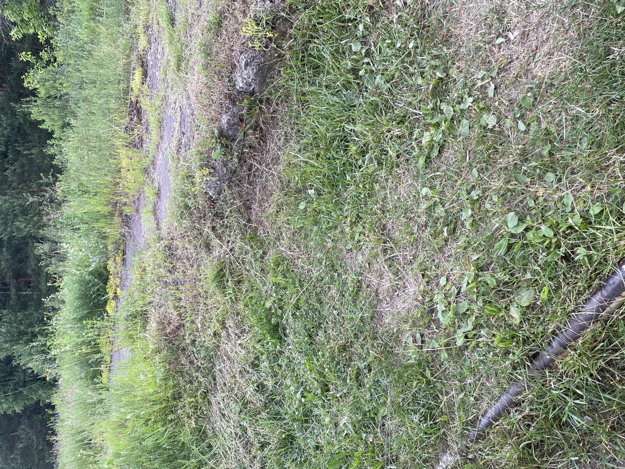 The image depicts a natural, overgrown outdoor scene with a focus on vegetation. In the foreground, a dark, cylindrical object, possibly a pipe or hose, lies horizontally on the ground, partially covered by grass. The ground itself is covered with a mixture of green grass, dry weeds, and sparse brown vegetation. In the midground, a rough, uneven surface of what appears to be concrete or stone is visible, with patches of yellow and green plants growing around and on it. This paved area seems to be partially overgrown with grass and weeds. The background consists of a dense forest with various types of trees, predominantly green conifers and some deciduous trees. The overall impression is that of an abandoned or unmaintained area in a rural or semi-rural setting, likely within the city of Prudý, Russia, given the context. There are no people or animals visible in the image, and no specific actions or interactions are depicted.