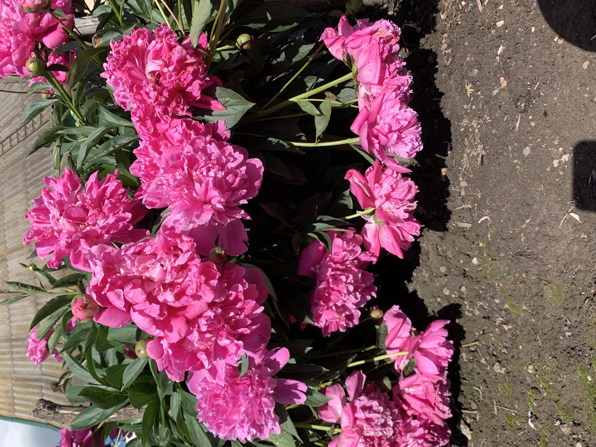 In an outdoor setting, a cluster of vibrant pink peonies is in full bloom, with some flowers hanging down towards the soil. The flowers are densely packed and have numerous petals, giving them a full and lush appearance. Lush green leaves surround the blossoms. The ground beneath the flowers appears to be dark soil with scattered small stones and bits of moss. In the background, a structure with a corrugated roof, possibly a shed or outbuilding, is visible, and part of a wooden post is also present. The lighting suggests it is a sunny day, casting shadows on the ground. The image does not depict any people or specific urban elements. The location is Блеўчыцкі сельскі Савет, Belarus.