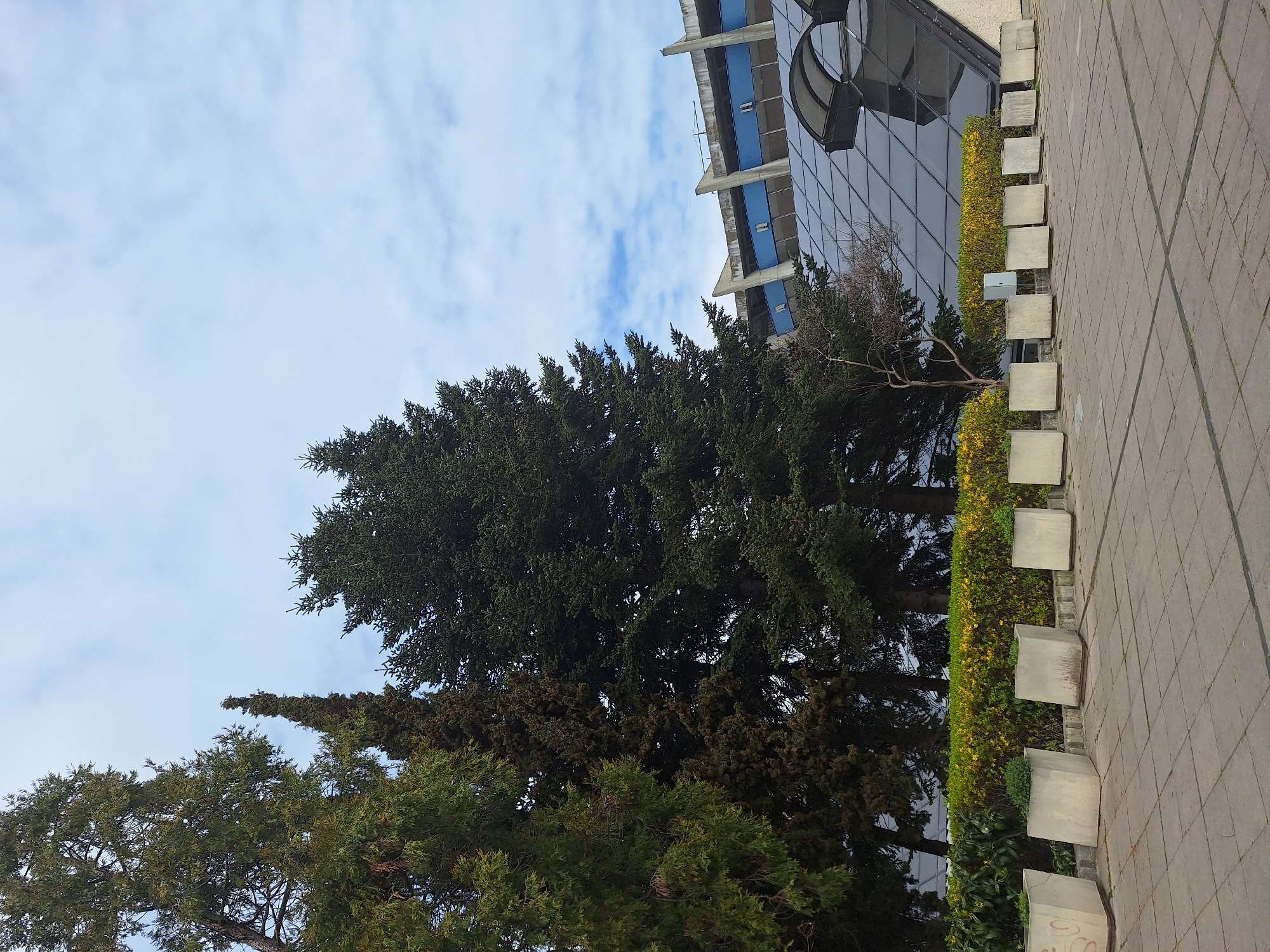 The image shows an outdoor scene in Varna, Bulgaria. The sky is light blue with some white clouds. In the foreground, there are tall green trees of different species. Beside the trees, there is a low yellow flowering hedge. Next to the hedge, there is a row of rectangular concrete planters. In the background, there is a multi-story building with glass windows and concrete balconies painted blue. The building appears to be modern. The ground is paved with gray rectangular pavers. There are no people visible in the image.
