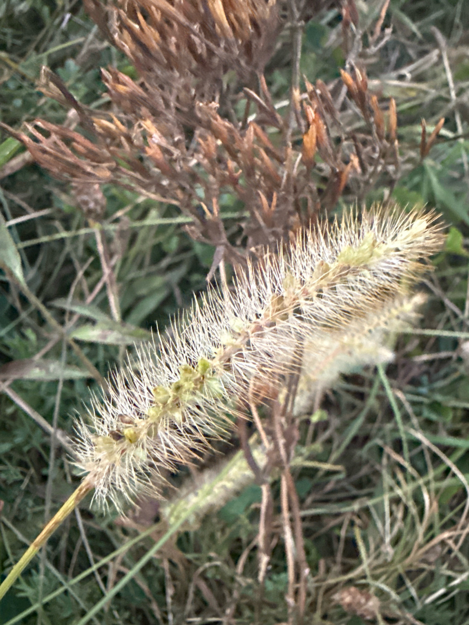 The image shows a close-up, eye-level view of foxtail grass seed heads with a blurred background of dry, brown plant stalks and green foliage. The foxtail seed heads are creamy-white and covered in numerous fine, spiky hairs. Some small, green seed pods are visible within the seed heads. The dry stalks are thin and brittle, with pointed tips. The overall environment appears to be a natural outdoor setting, likely a field or meadow. No specific location within Tenginka, Russia is identifiable from the visual information. There are no people or actions depicted in the image.