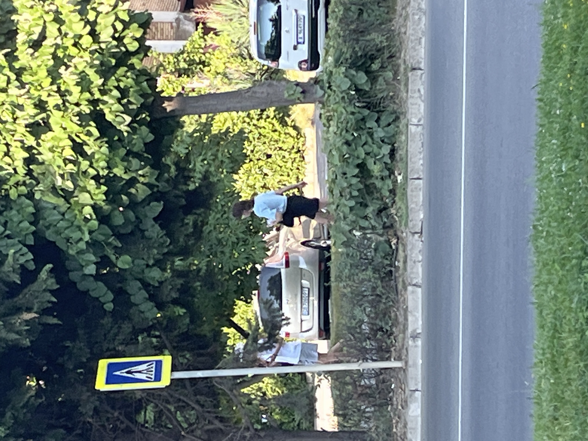 This image depicts a street scene in Nesebar, Bulgaria. On the left, a pedestrian crossing sign with a blue background and a white pedestrian symbol is visible. Beside it, a person wearing a white t-shirt and light-colored shorts is walking, holding a green leafy branch. Further to the right, a light-colored car is parked. A second person, wearing a light blue shirt and dark shorts, is walking in the same direction. Behind the people and cars, lush green trees and foliage are abundant. In the foreground, a road with a white lane marker is present, bordered by a strip of grass. The overall setting appears to be a sunny day, with sunlight illuminating the scene and casting shadows from the trees.
