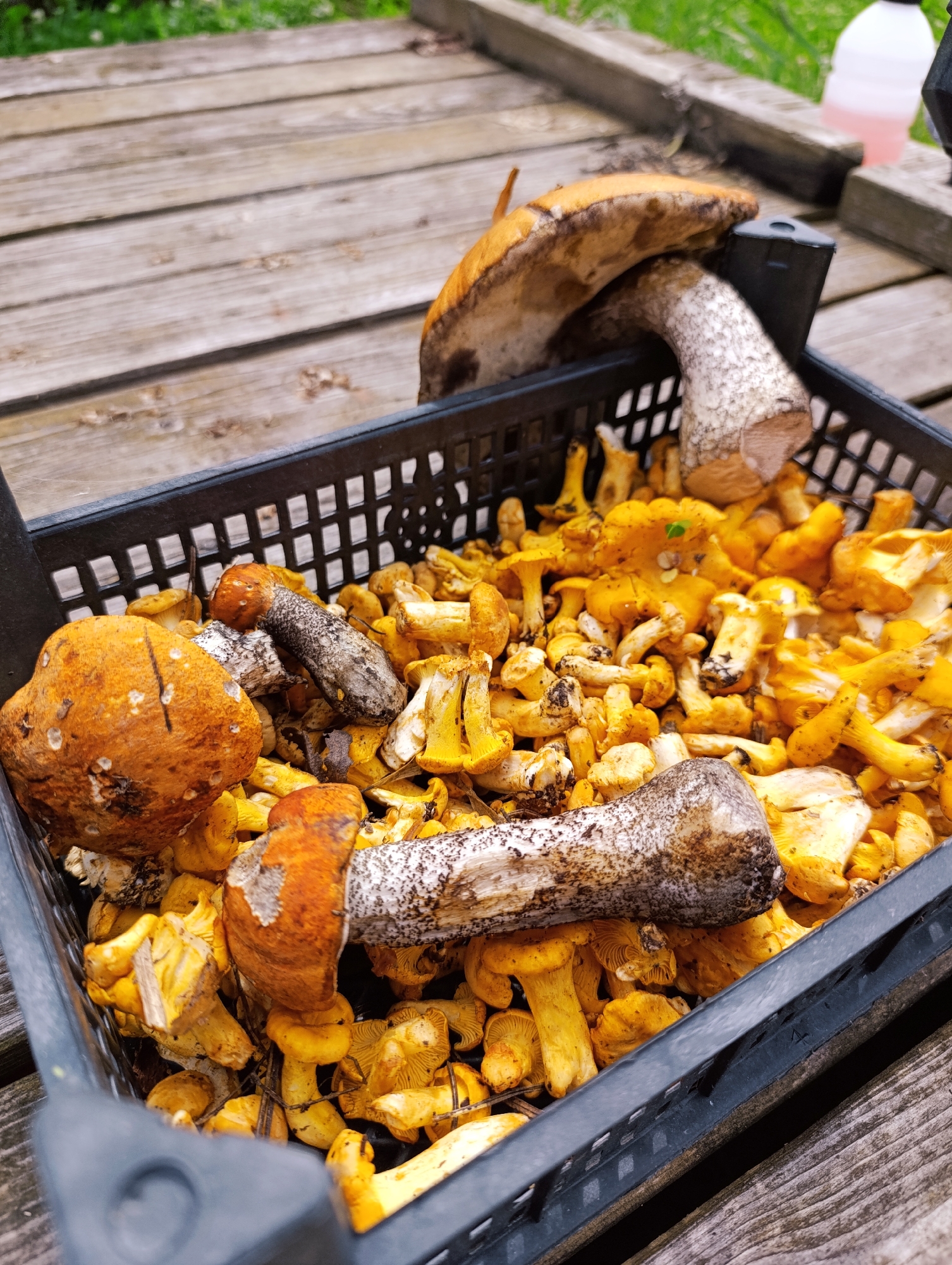 A black plastic crate filled with freshly picked chanterelle mushrooms and several larger, orange-capped mushrooms rests on a weathered wooden surface. The chanterelles are a vibrant yellow-orange, with their distinctive wavy, forked gills clearly visible. Some of the larger mushrooms have thick, white stems with dark, earthy markings, and their caps are a mottled brown and orange. The scene appears to be outdoors, with green foliage visible in the blurred background, suggesting a natural setting. The wooden planks beneath the crate are rough and worn, indicating an outdoor table or platform. The lighting suggests it might be daytime, with diffused light that doesn't cast harsh shadows. There is no visible text in the image. The overall impression is one of a successful mushroom foraging expedition, with the bounty of the forest displayed in the crate.