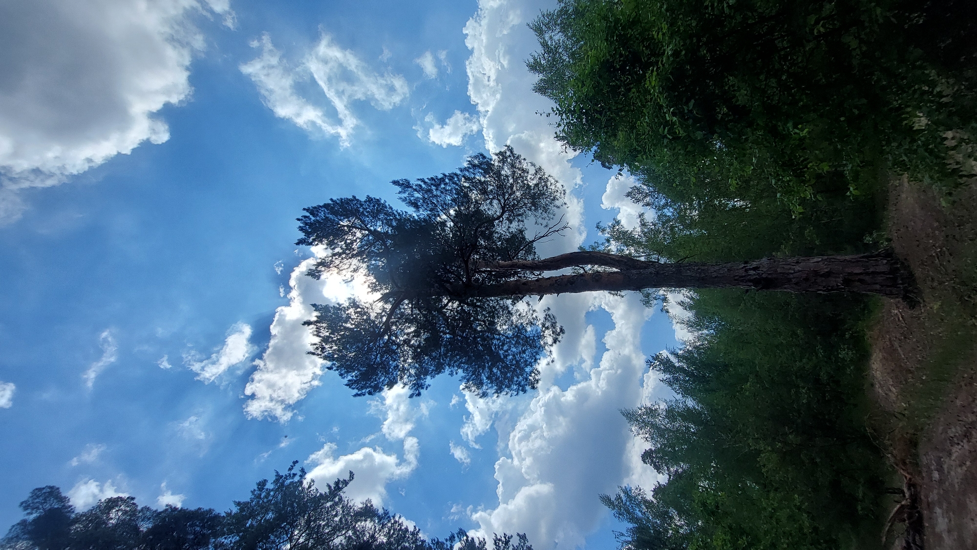 The image displays a vibrant outdoor scene captured from a low angle, looking upwards towards the sky through a canopy of trees. The central subject is a tall, dark-barked tree, likely a pine, standing prominently in the center-left. Its trunk is dark brown, and its branches, laden with dark green foliage, extend upwards and outwards, partially silhouetted against the bright sky.
The sky is a brilliant, clear blue, populated by numerous fluffy white cumulus clouds of various shapes and sizes. The sun is visible behind the upper branches and foliage of the central tree, creating a strong lens flare and a bright halo effect that illuminates the edges of the clouds and tree leaves.
More dense green foliage and tree branches frame the top and bottom of the image, suggesting a forest or wooded area. On the right side of the frame, a section of a light brown dirt path or forest floor is visible, indicating a walking trail.
The scene depicts daytime conditions with bright sunlight filtering through the clouds and trees. The weather appears partly cloudy and sunny. There are no people or visible text in the image. The overall impression is one of a peaceful natural landscape.