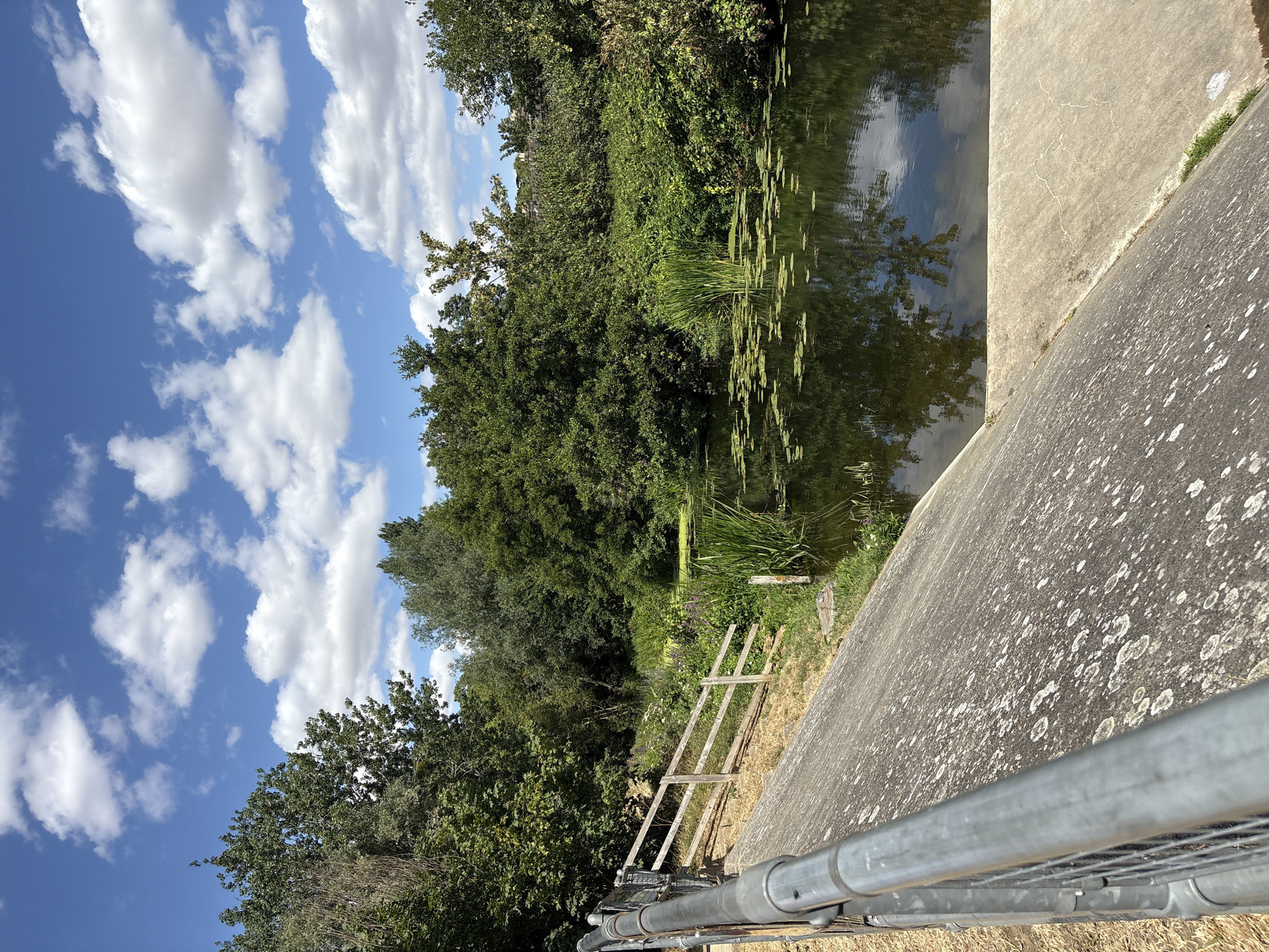 The image depicts a tranquil waterside scene, likely located in Chelmsford, United Kingdom, given its characteristic lush greenery and a tranquil waterway. The foreground is dominated by a concrete embankment, sloping down towards the water, with a metal railing running along its edge. The embankment is textured and shows signs of weathering, with some organic growth present.
Beyond the embankment, a calm body of water stretches out, reflecting the blue sky and scattered white clouds above. The water is dotted with lily pads, and reeds grow tall along its edges and within the water. Dense, green foliage forms a backdrop to the water, creating a natural, verdant boundary. The trees are full and healthy, suggesting a temperate climate.
A simple wooden fence separates the embankment from a slightly elevated, dry, grassy area. The sky is a vibrant blue, punctuated by fluffy, white cumulus clouds, typical of fair weather. The overall impression is one of a peaceful natural environment, possibly a park or a nature reserve within the city. There are no people or animals visible in the frame. The scene is captured on a bright, clear day, with the sun casting subtle shadows and highlighting the textures of the concrete and foliage.