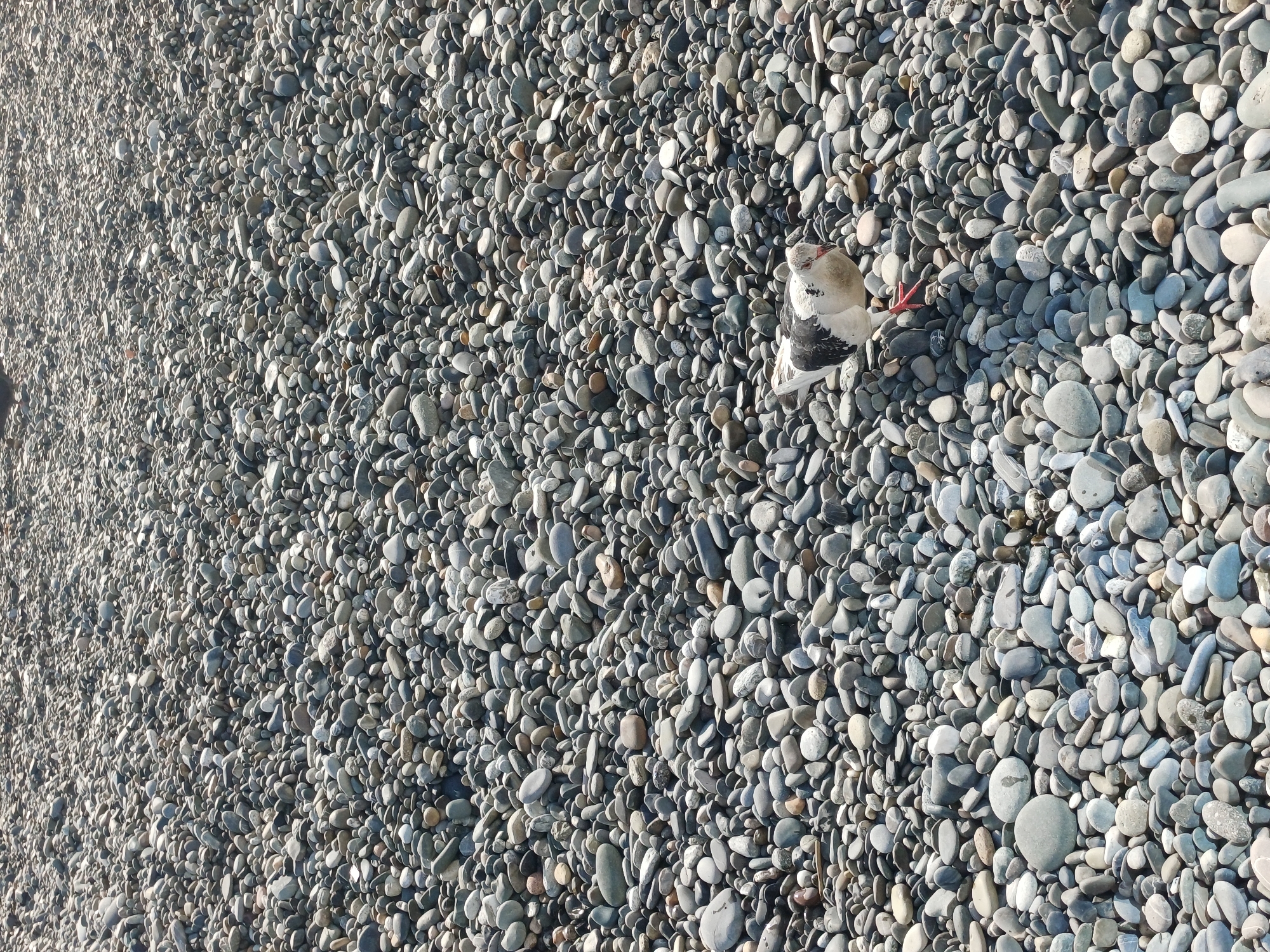 A single pigeon with white, black, and grey plumage stands on a densely packed beach of grey and tan pebbles. The pigeon is facing forward, with its head tilted slightly to the right and its red legs visible. The beach extends as far as the eye can see, with no other living beings or structures present. The lighting suggests it is daytime, with sunlight casting shadows on the pebbles. The image is likely taken in Sochi, Russia, a city known for its pebble beaches along the Black Sea coast.