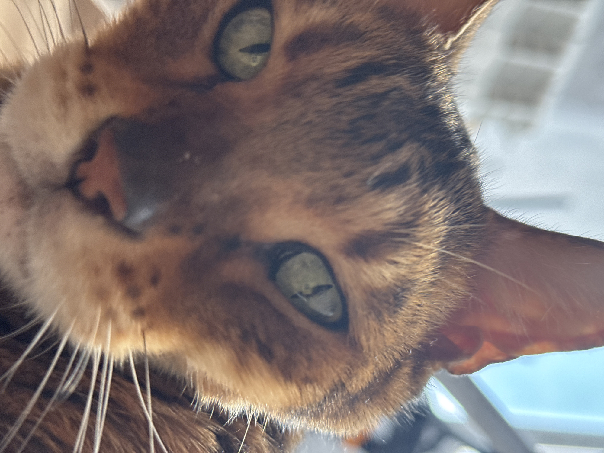 This is a close-up, low-angle, eye-level shot of a Bengal cat's face. The cat has green eyes with vertical pupils and is facing forward, directly at the camera. Its fur is a mix of brown and black stripes. The background is out of focus, with light blue and white suggesting it might be near a window. The lighting appears to be natural. There are no people or other subjects in the image.