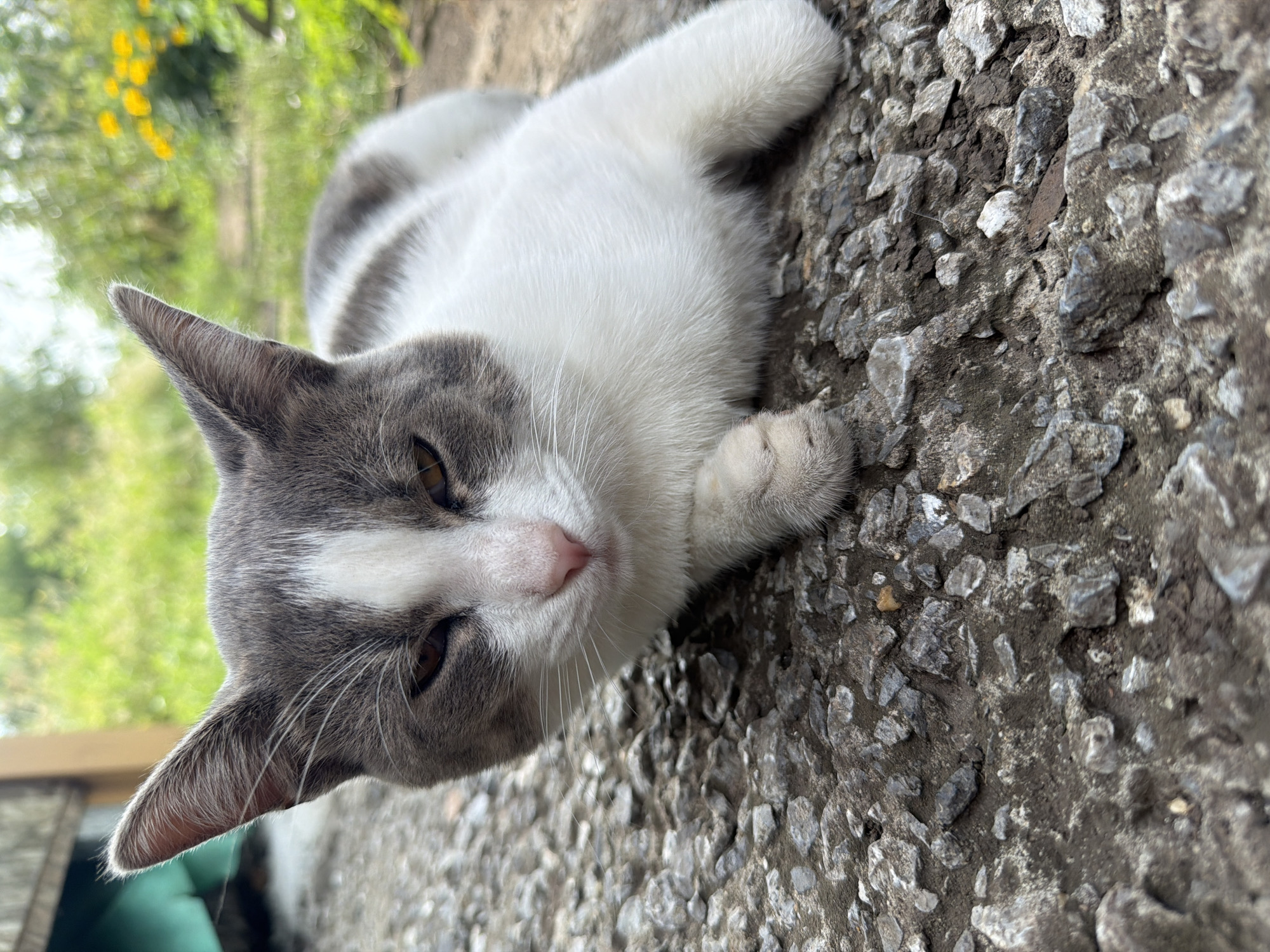 The image shows a close-up of a grey and white cat lying on a rough, rocky surface. The cat is facing forward with its eyes partially closed and its head slightly tilted. Its ears are pointed upwards. The background is blurred, showing green foliage and some yellow flowers, suggesting an outdoor environment, possibly a garden or a yard. There are no people or any indication of the specific location in Novosibirsk, Russia. The focus is entirely on the cat and its immediate surroundings.