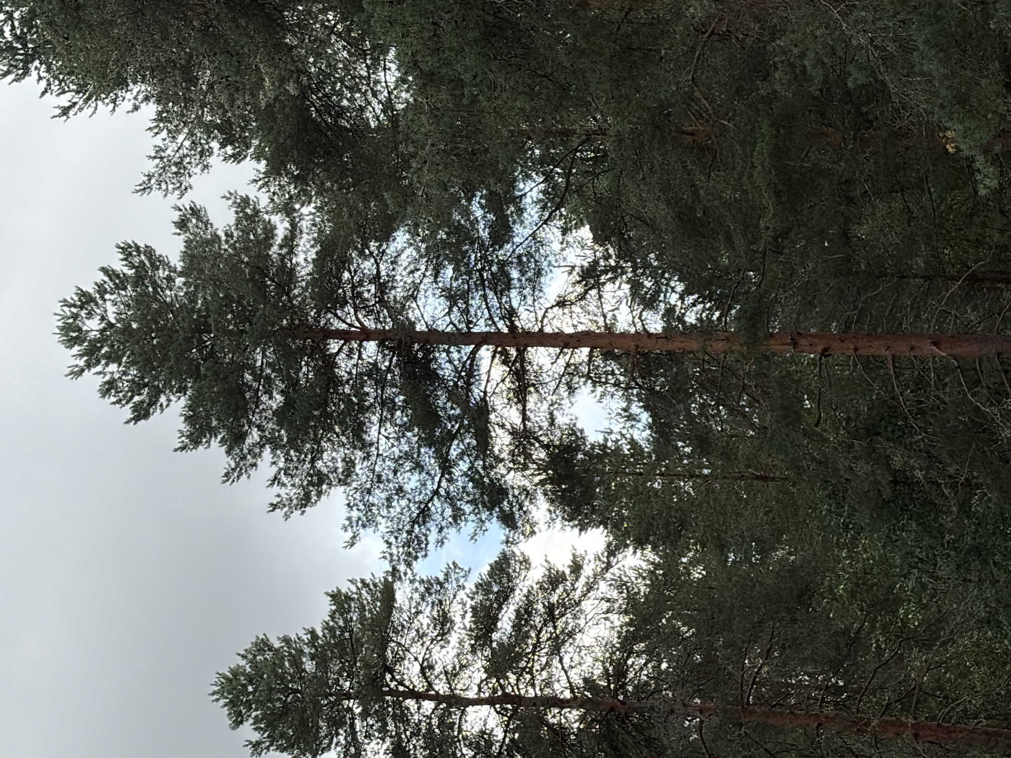 The image shows a view looking up into a dense forest of tall pine trees. The sky is overcast with some patches of blue visible through the canopy. The foreground features the textured bark of a large pine tree trunk, with its branches extending upwards and outwards, intermingling with other trees. The overall impression is one of a natural, wooded environment, possibly a park or a forested area within or near the city of Gankovo, Russia, given the location context. There are no people or animals visible in the frame.