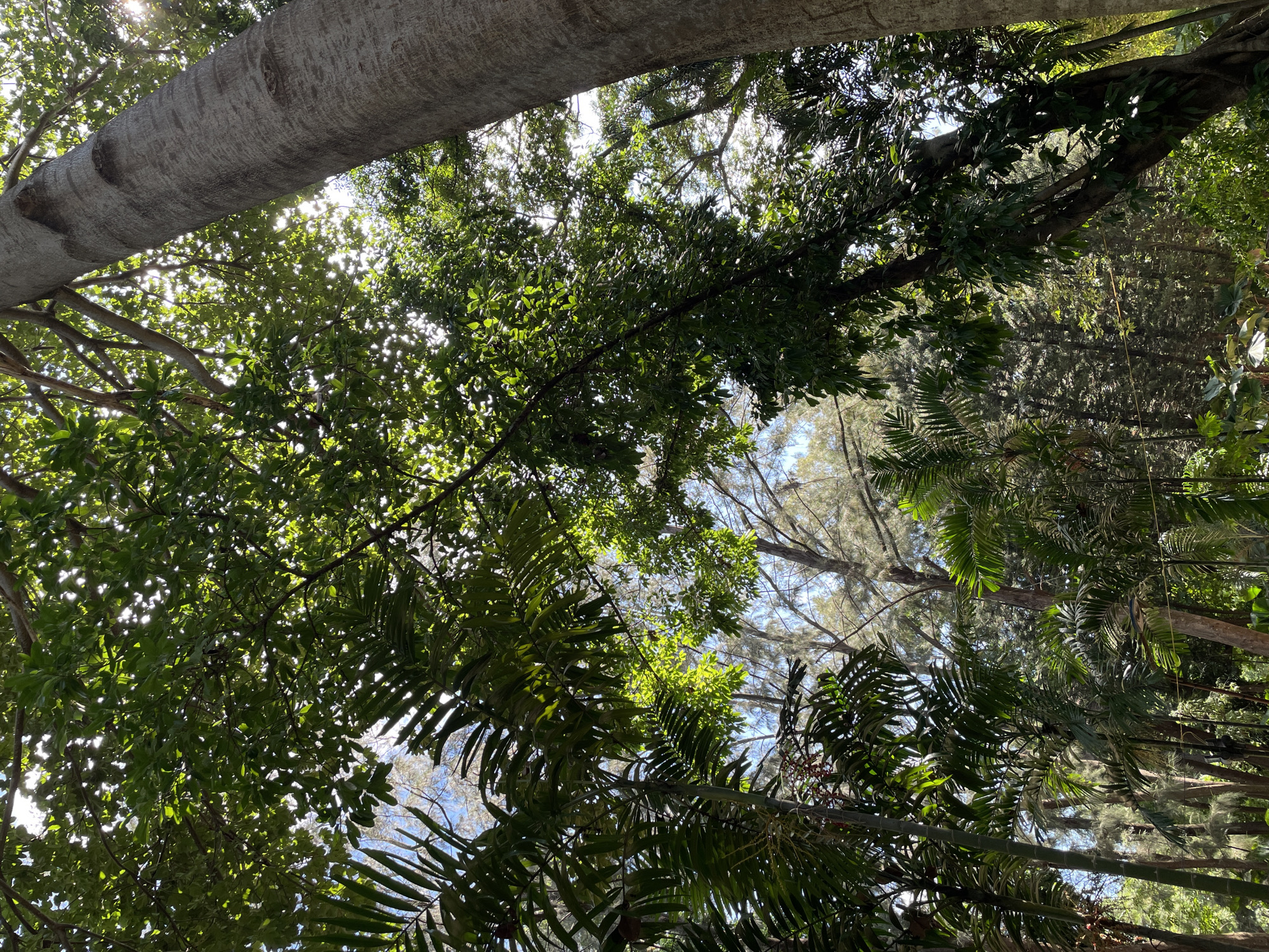 The image shows a lush forest canopy with sunlight filtering through the leaves. In the foreground, a large, textured tree trunk is visible on the right side of the frame. Various palm trees and other dense green foliage fill the left and center portions of the image. In the background, the sky is visible through the trees, with some sparser, lighter-colored trees also present. The scene appears to be a natural environment with a significant amount of plant life. The question of location to the city of Davao City, Philippines is not ascertainable from the image itself.