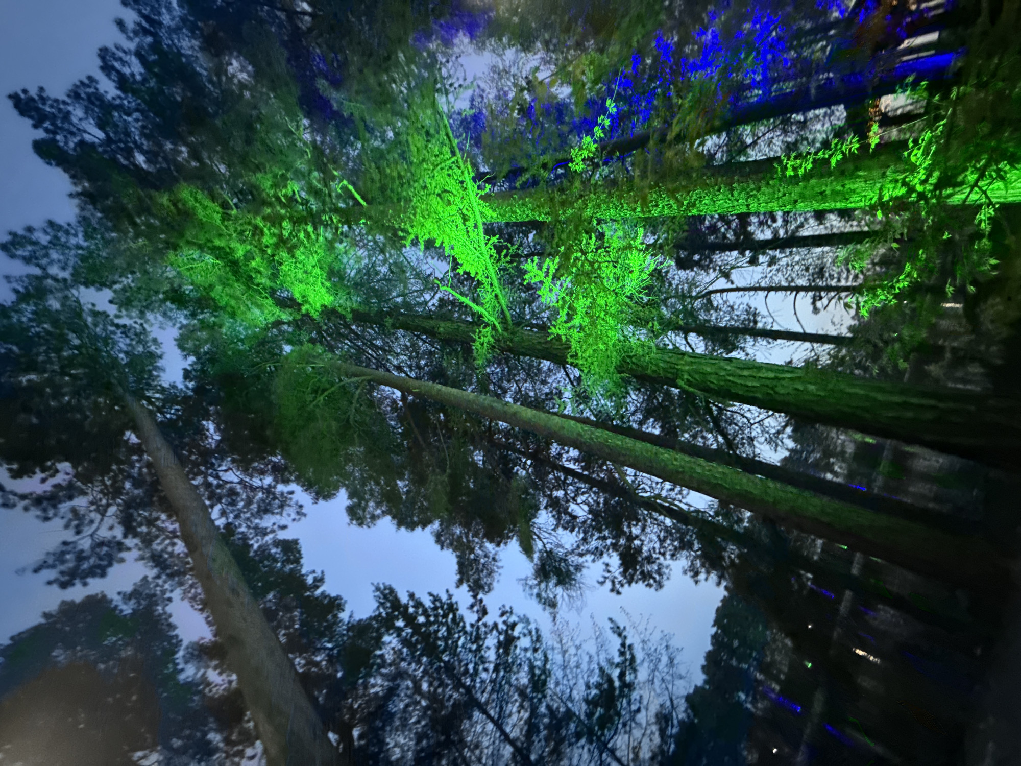 The image shows a tilted upward view of a forest scene at Zolotoi Plyazh, Russia, at dusk or night. Tall, slender trees dominate the frame, their trunks rising vertically. Some of the tree branches and foliage are illuminated by bright green and blue lights. The sky is visible between the trees, appearing as a gradient of dark blue and lighter gray. The overall scene suggests an illuminated forest trail or art installation.