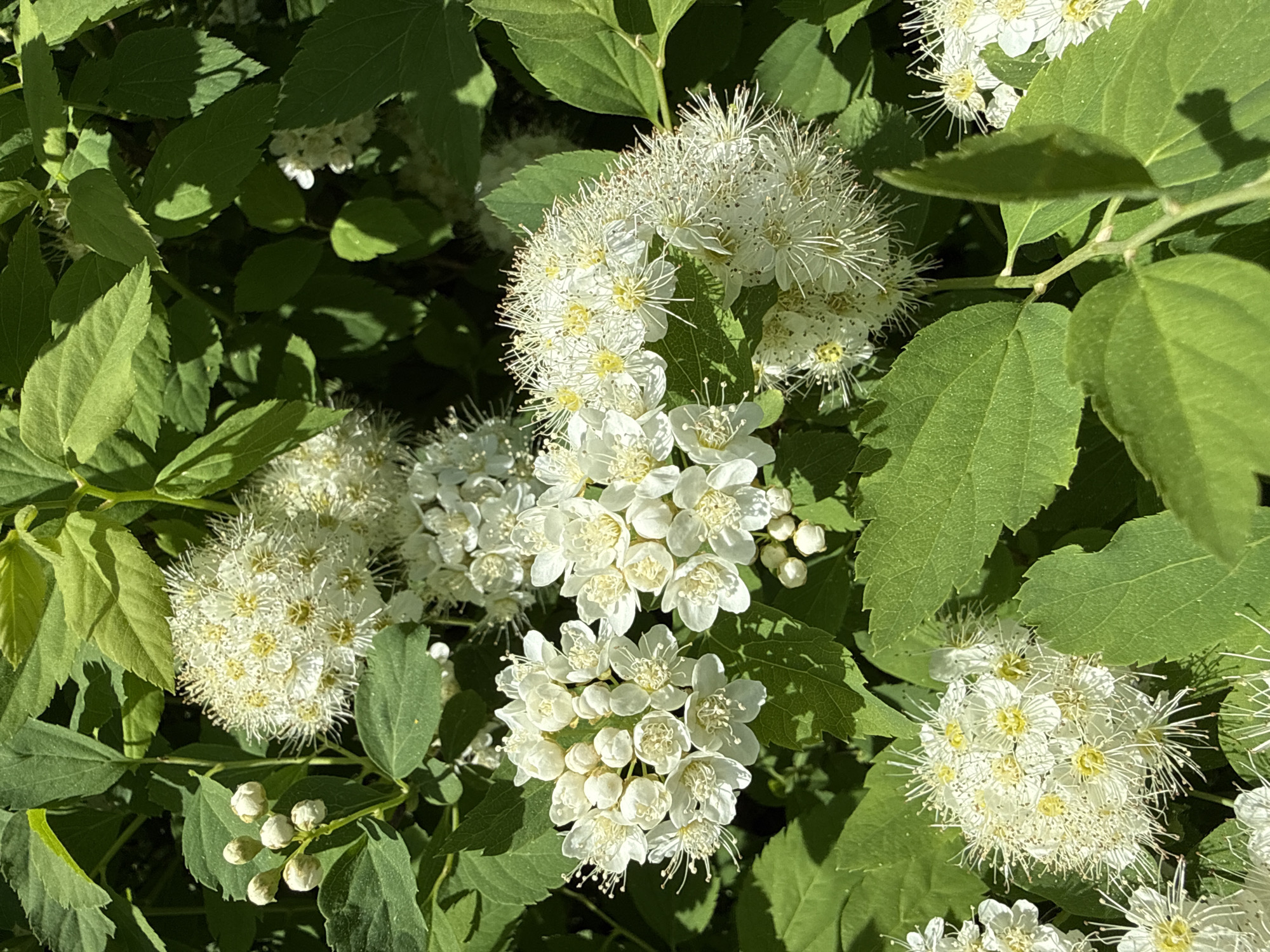 A close-up shot captures a cluster of white flowers with numerous stamens, interspersed with bright green leaves. The flowers vary in form, some exhibiting tightly clustered petals, while others display a more rounded, airy appearance with prominent stamens. The leaves have a slightly serrated edge and a distinct veiny texture. Light and shadow play across the leaves, adding depth and dimension to the scene. The location, Votkinsk, Russia, is not visually discernible from the image alone.