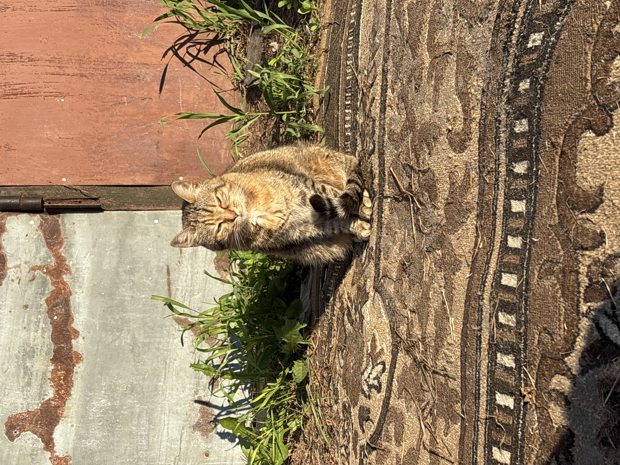 A brown tabby cat is sitting on a patterned rug outdoors, in front of a rusty metal garage door. The cat is facing the camera with its eyes closed, basking in the sunlight. Green grass and weeds are growing around the cat and the base of the garage. The garage door is divided vertically, with a section of rusted metal on the left and a reddish-brown section on the right. The scene appears to be in a backyard or alleyway in the village of Semibratovo, Russia.