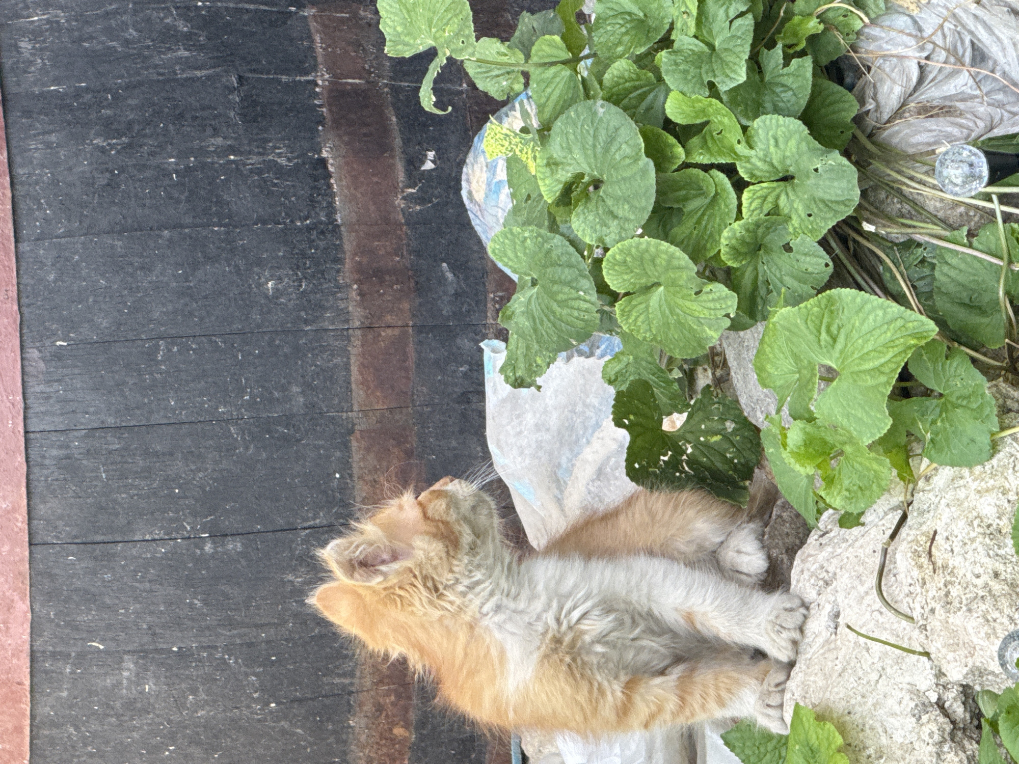An orange and white kitten sits on a rocky surface in front of a dark wooden barrel. The kitten is facing to the left, looking away from the camera. Green leafy plants are growing to the right of the kitten. Behind the kitten, there is a large white bag and what appears to be the top of another barrel. The scene is outdoors, with the wooden barrel providing a textured, dark background.