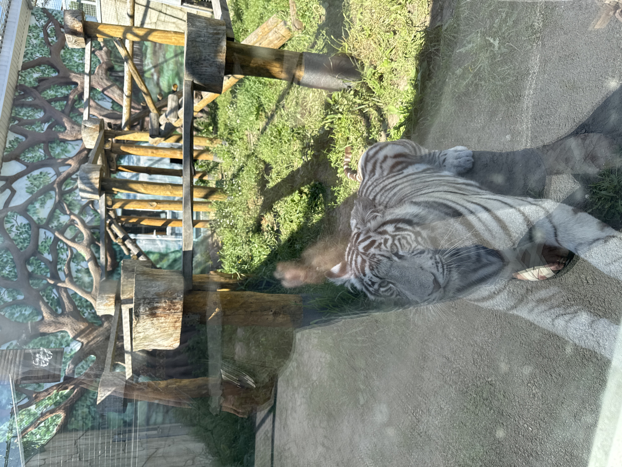 A white tiger with black stripes is lying down on a concrete surface, looking towards the camera. The tiger is in an enclosure at a zoo, with a painted mural of trees on the back wall. There are wooden structures and grassy areas within the enclosure. The image is taken through glass, as indicated by reflections.