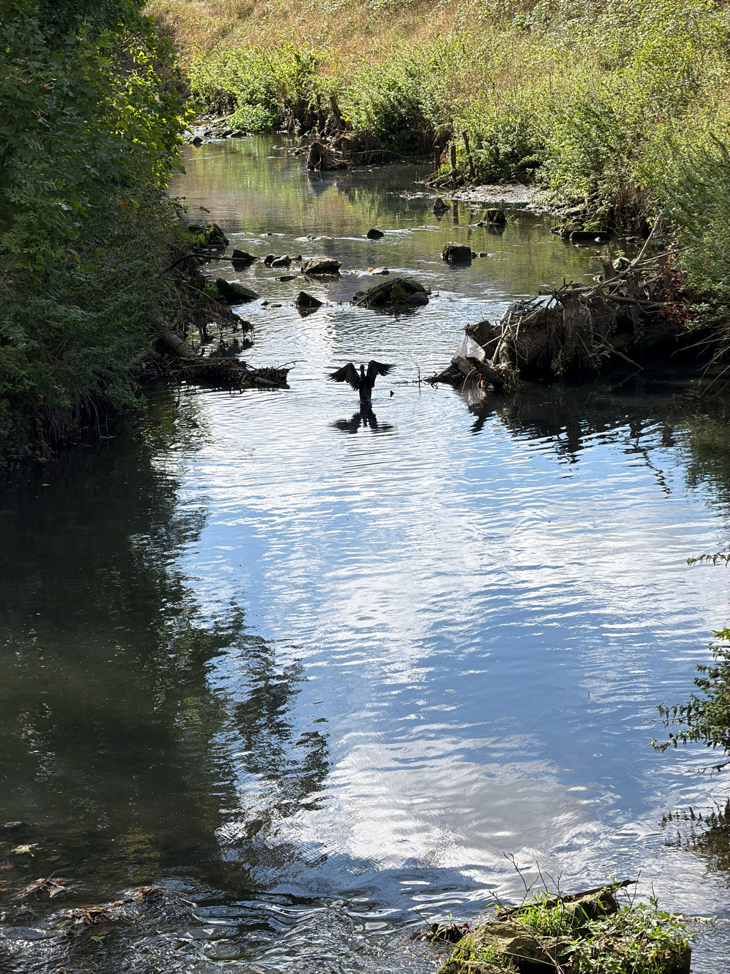 The image captures a serene natural scene within the city of Esch-sur-Alzette, Luxembourg. The focal point is a bird, likely a cormorant given its dark plumage and outstretched wings, standing in the middle of a gently flowing stream. The bird appears to be either landing or taking off from the water, its silhouette stark against the bright reflection of clouds on the water's surface.
The stream itself is flanked by lush green vegetation on both sides, suggesting it runs through a park or a natural reserve within the urban landscape. The water is clear enough to see rocks and submerged debris on the stream bed. On the right bank, a large accumulation of driftwood and debris is visible, hinting at the natural processes at play within the waterway. The background features more dense vegetation and a gentle slope leading up to a grassy area, bathed in sunlight. The overall impression is one of a tranquil, albeit somewhat wild, natural setting integrated within the city.