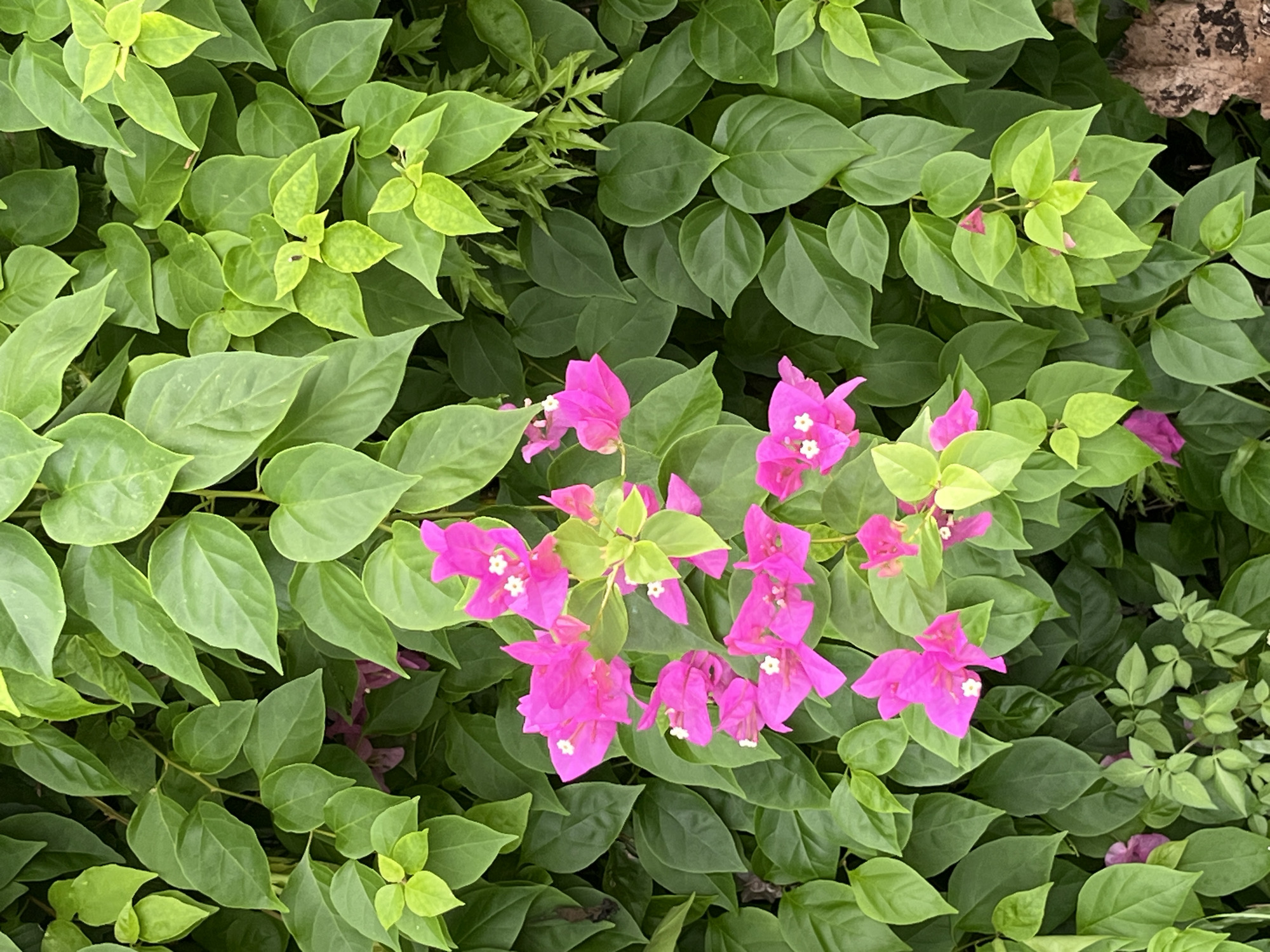 The image presents a close-up view of a bougainvillea bush, primarily featuring its lush green foliage interspersed with vibrant pink bracts surrounding small white flowers. The leaves appear healthy and dense, exhibiting a range of green hues. The flowers are concentrated in the central portion of the frame. The image suggests a garden or natural environment, likely located in a tropical or subtropical region due to the presence of bougainvillea. The coordinates of Bac Nha Trang Ward, Vietnam, indicate a location that aligns with the climate and geography suitable for this type of vegetation.