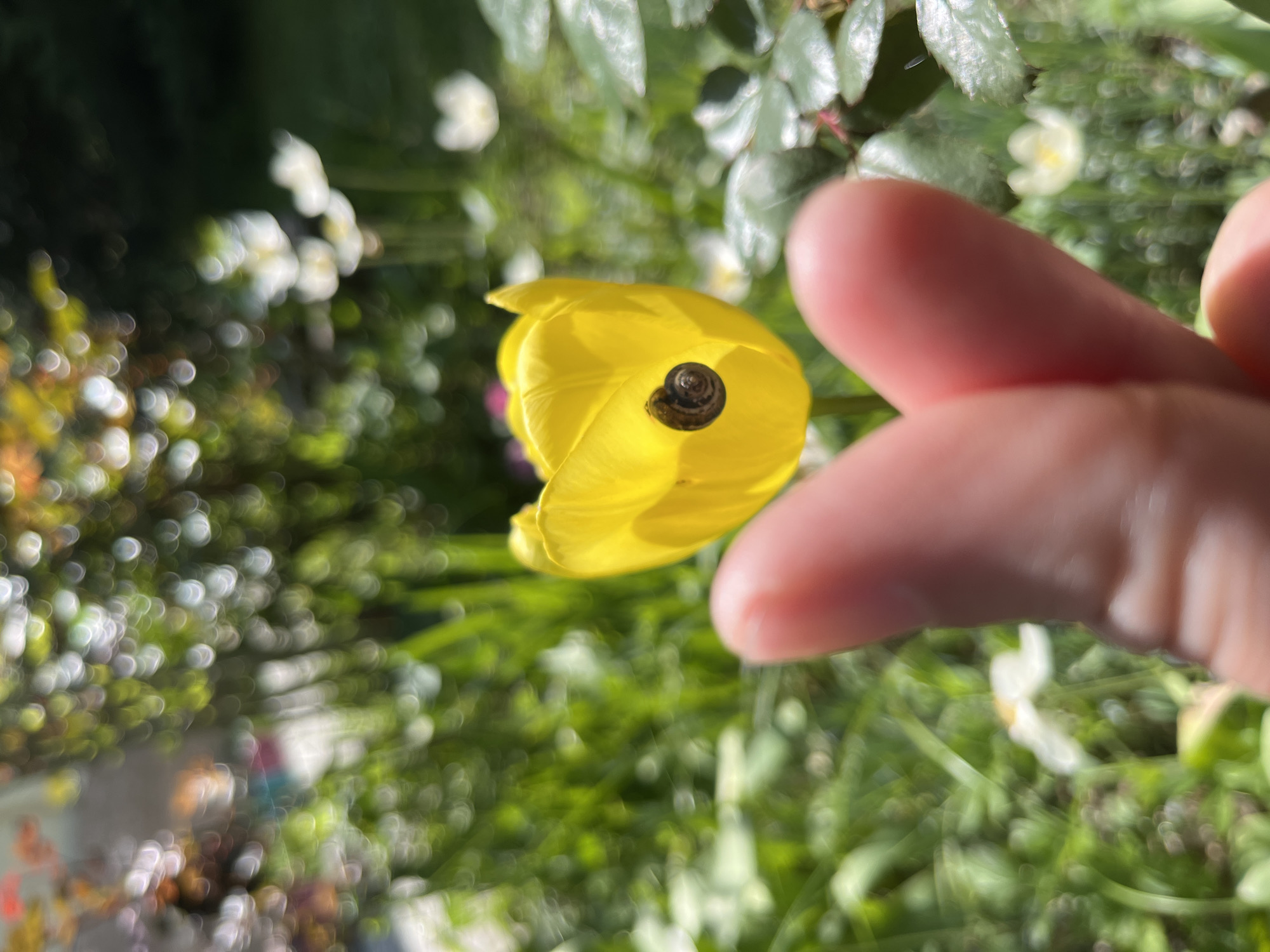 A close-up shot shows a yellow tulip in bloom, held between two fingers. A snail resides inside the flower. The blurry background suggests a garden in Pchelnik, Bulgaria, with other plants and white flowers visible.