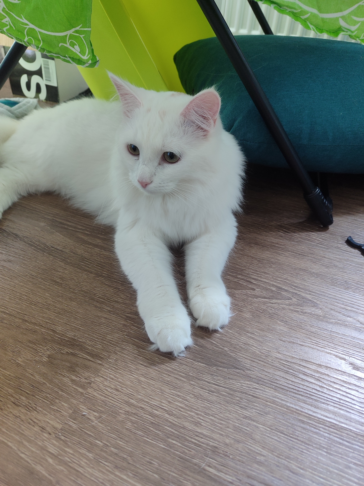 A white, long-haired cat is lying on a brown, wooden floor. The cat has green eyes and pink ears. Behind the cat is a green cushion and a black chair leg. In the background is a green patterned object and a white box with black lettering. The location is not identifiable as Izhevsk, Russia.