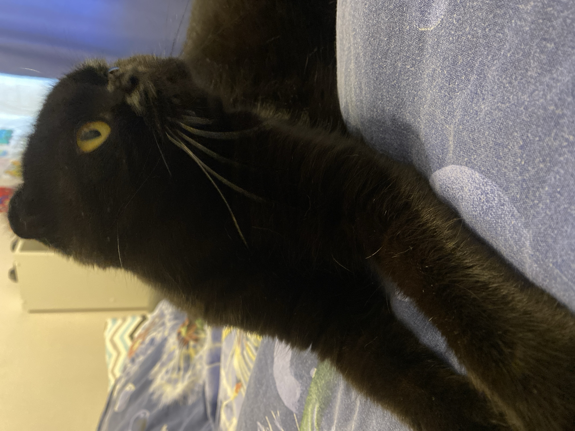 A black cat is lying on a person's lap, which is covered by a blue fabric. The cat's head is visible in the upper left of the image. It has yellow eyes and long whiskers. The cat's body is mostly black and blends into the background. The blue fabric has a textured surface and appears to be denim or a similar material. The background shows a blurred pattern of blue and white, possibly a blanket or bedding. The lighting in the image is dim, and there are no visible clues about the time of day or weather. The scene appears to be indoors, possibly in a home setting. The cat's pose suggests it is relaxed and comfortable. No text is visible in the image.